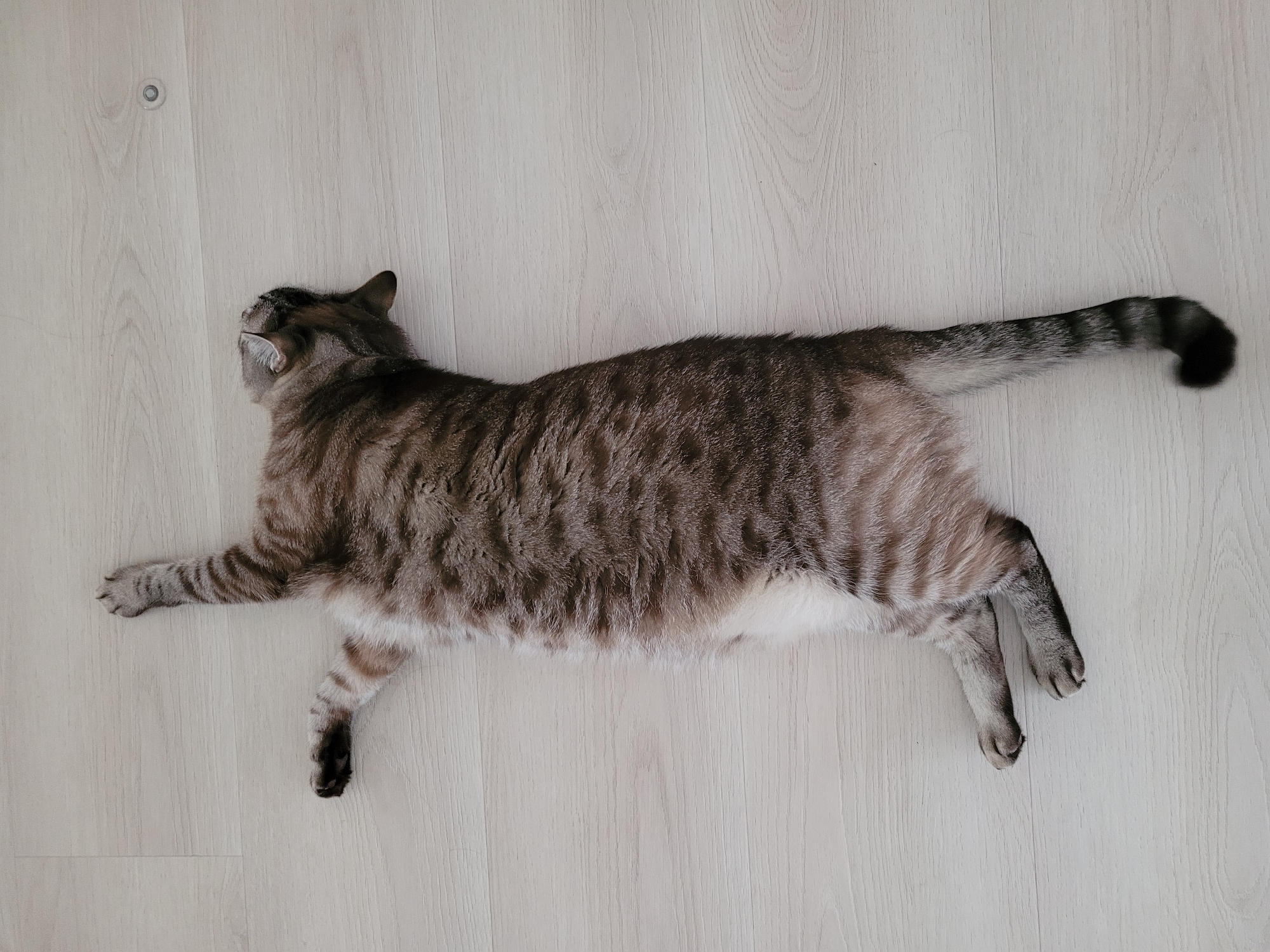 A tabby cat is lying on its back on a light-colored wooden floor. Its paws are outstretched and its head is turned to the side, looking upwards. The cat's fur is striped with shades of brown and gray, and its tail is curled up behind it. The scene appears to be indoors, possibly in a home or apartment, with no indication of the specific location within Kyiv, Ukraine.