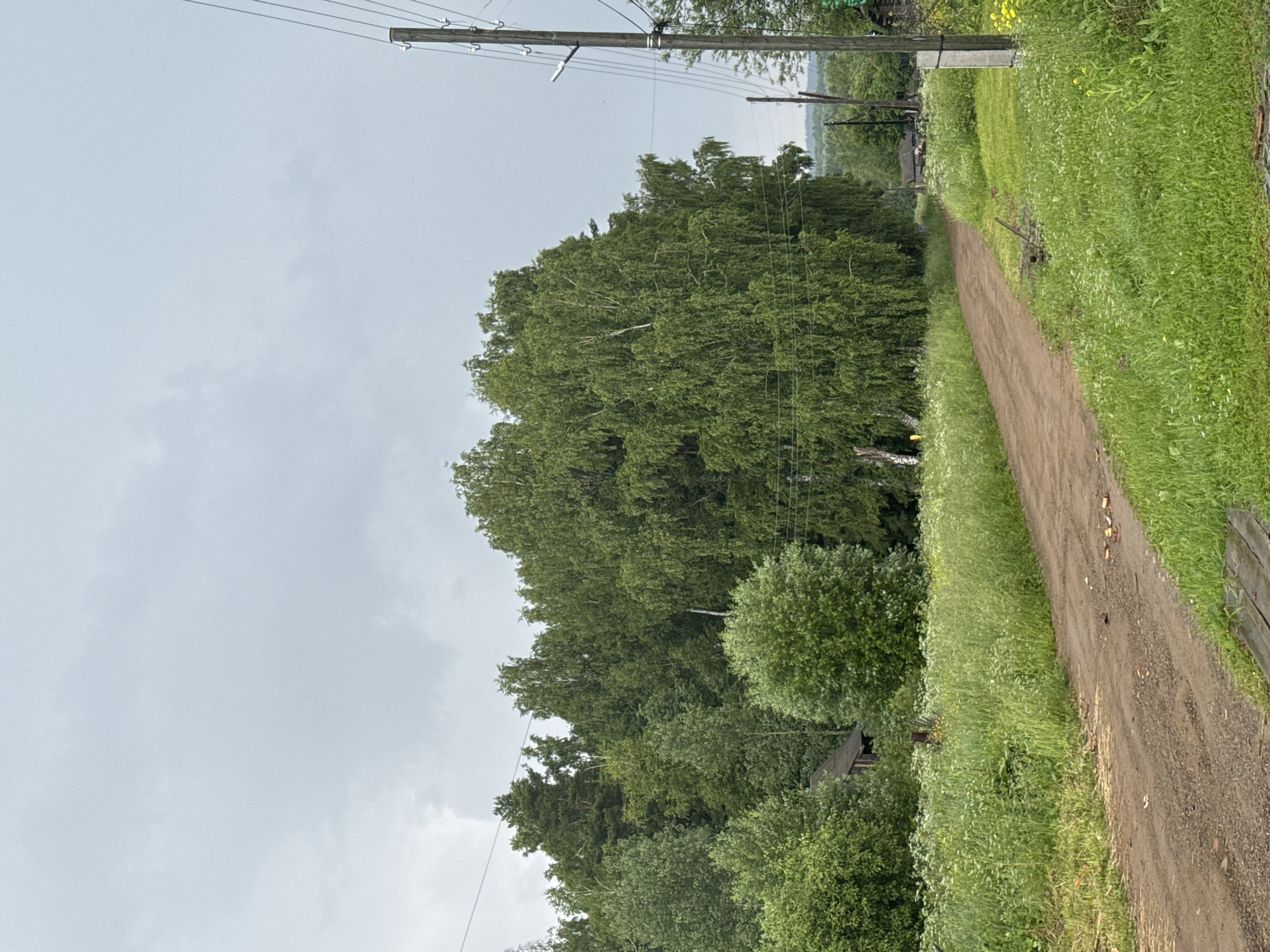 The image depicts a dirt road in a rural setting, likely in the village of Vassyata, Russia, given the context. The road curves to the left, disappearing into a dense forest of green trees. To the right of the road, a wooden utility pole with several wires is visible, along with some yellow wildflowers and lush green grass. In the background, more trees and a glimpse of what appears to be a wooden house or shed can be seen. The sky is overcast with gray clouds. The overall scene suggests a quiet, natural environment typical of a Russian village. There are no people or animals present in the image.