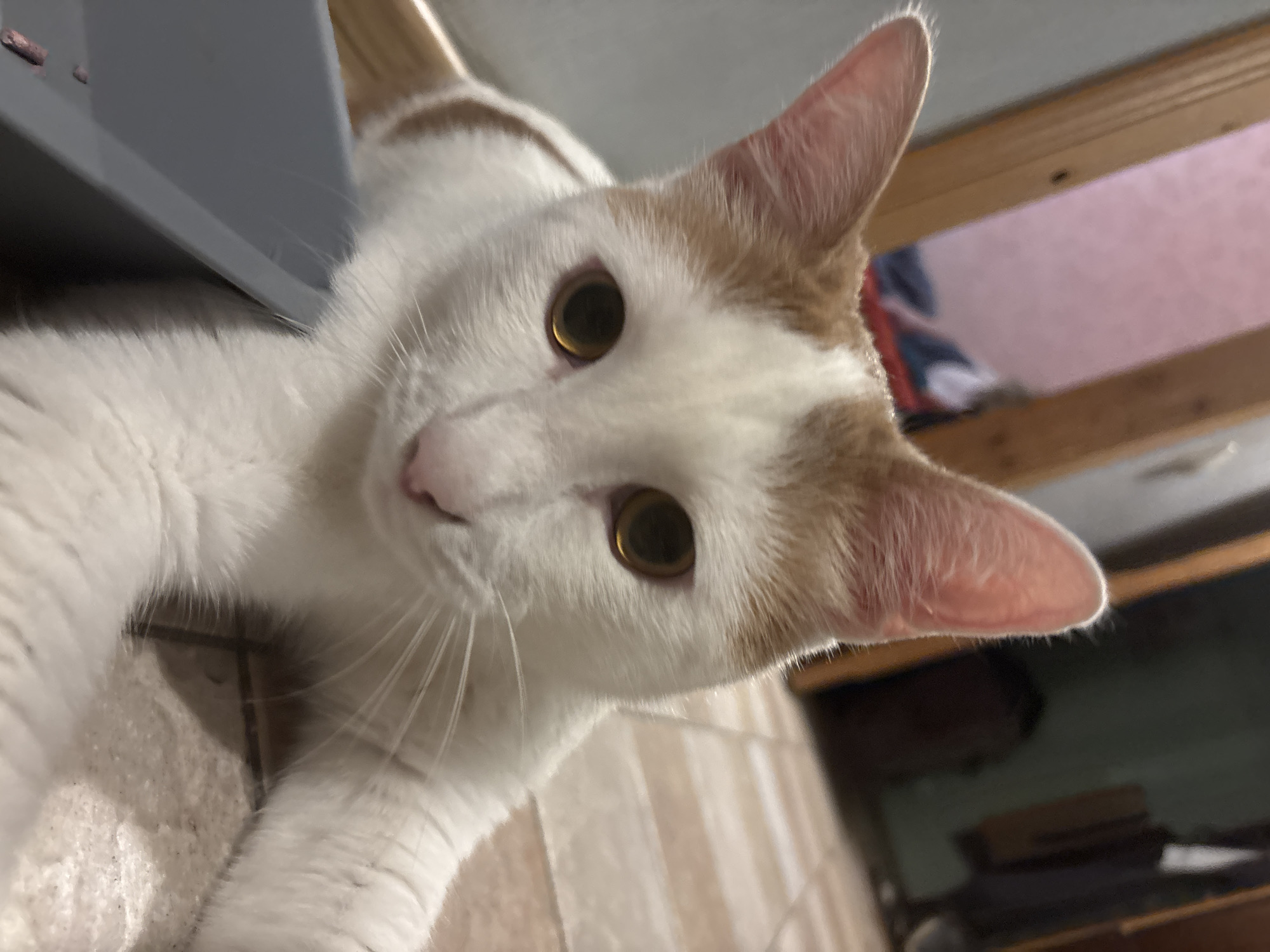 A white cat with orange markings on its head and ears is lying down, looking up at the camera. The cat has large, golden-yellow eyes and long white whiskers. It is positioned on a tiled floor, and to the left of the cat, a gray object, possibly a piece of furniture or an appliance, is visible. The background is blurry, with hints of wooden surfaces and a pinkish wall. The lighting suggests it might be indoors, possibly during the day. The cat appears relaxed and curious. There is no visible text in the image.