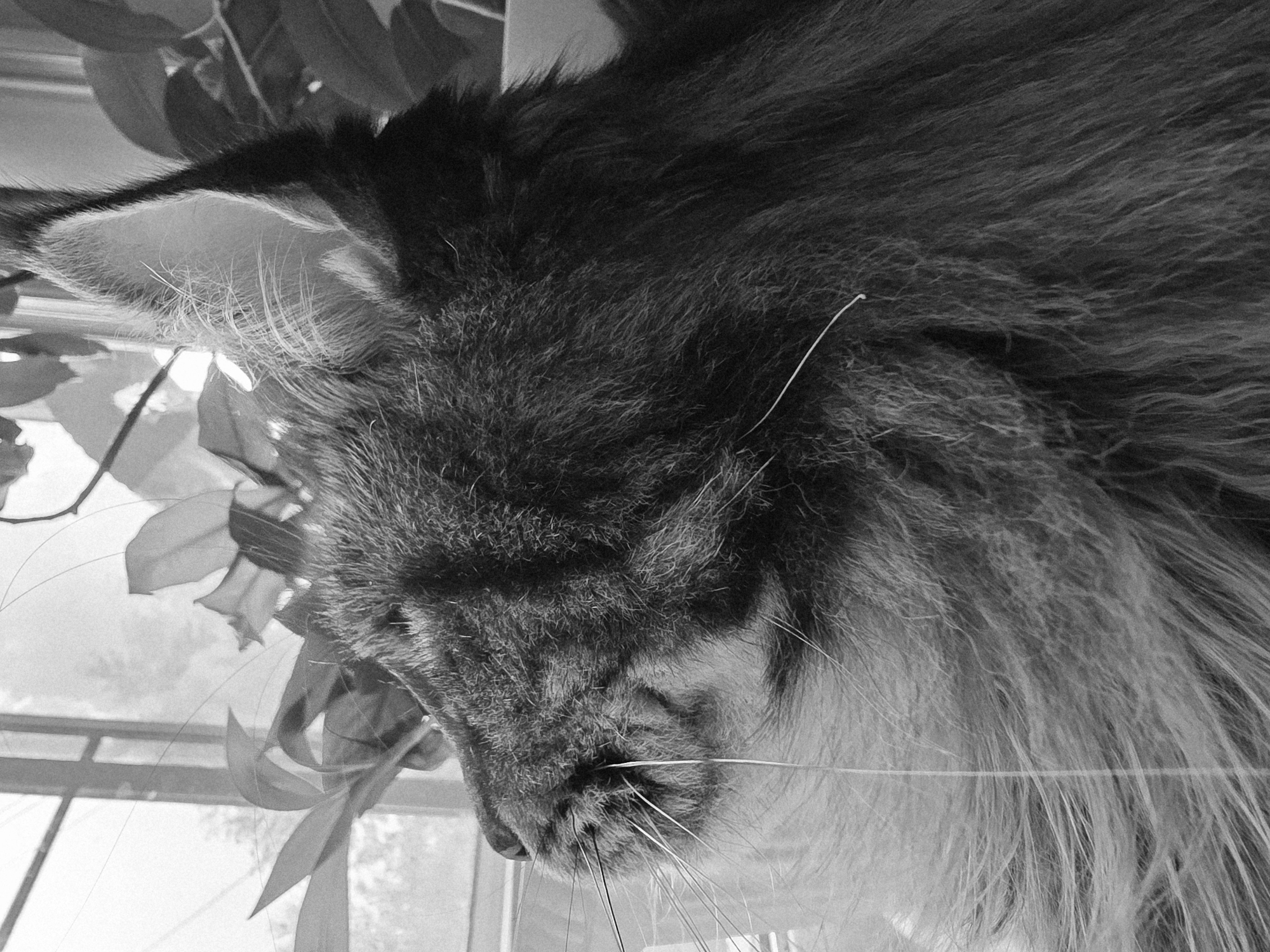 The image is a black and white, close-up, side-view portrait of a long-haired cat's head, facing towards the left and looking upwards. The cat's fur is dense and textured, with distinct stripes visible on its face. Long white whiskers extend outwards from its muzzle. Behind the cat, a window with vertical panes is visible, and beyond that, out-of-focus foliage and a hint of what might be tree branches can be seen. The lighting suggests it is daytime, with light coming from the window, creating highlights on the cat's fur. There are no people present, and the cat is the sole subject of the photograph. The image does not contain any elements that would indicate its location in Krasnoyarsk, Russia.