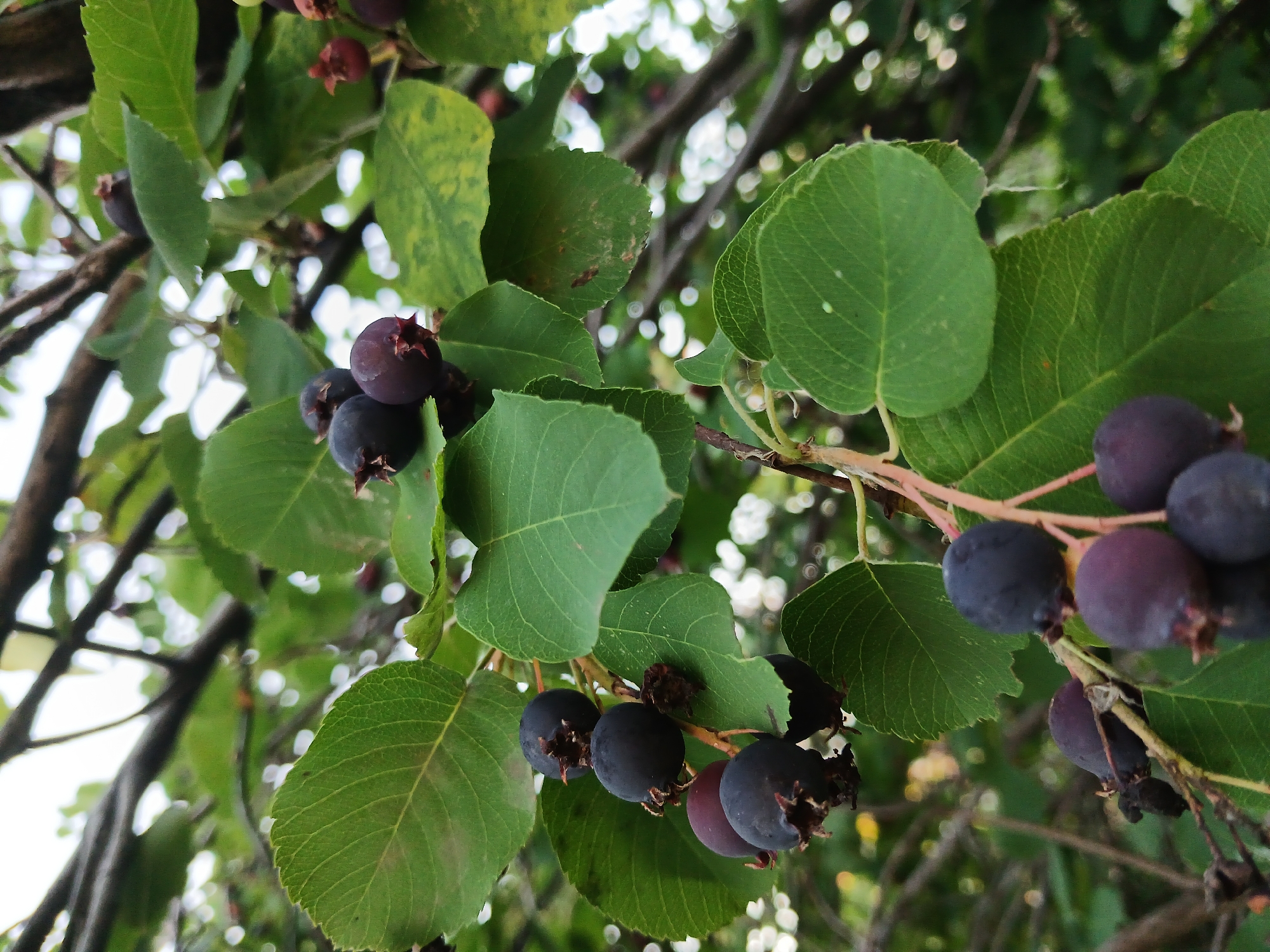 This is a close-up, low-angle shot of a branch laden with ripe, dark purple berries. The berries are round to slightly oval and clustered together, with some showing a hint of red. They are surrounded by vibrant green leaves, some of which have subtle yellowing or spotting. The branches are thin and brown, creating a natural, organic feel. The background is a soft blur of more green foliage and out-of-focus white highlights, suggesting dappled sunlight filtering through a canopy. The overall impression is one of a natural, outdoor setting, likely a tree or shrub bearing fruit. The lighting appears to be natural daylight, possibly late morning or afternoon, given the bright highlights. There is no text visible in the image.