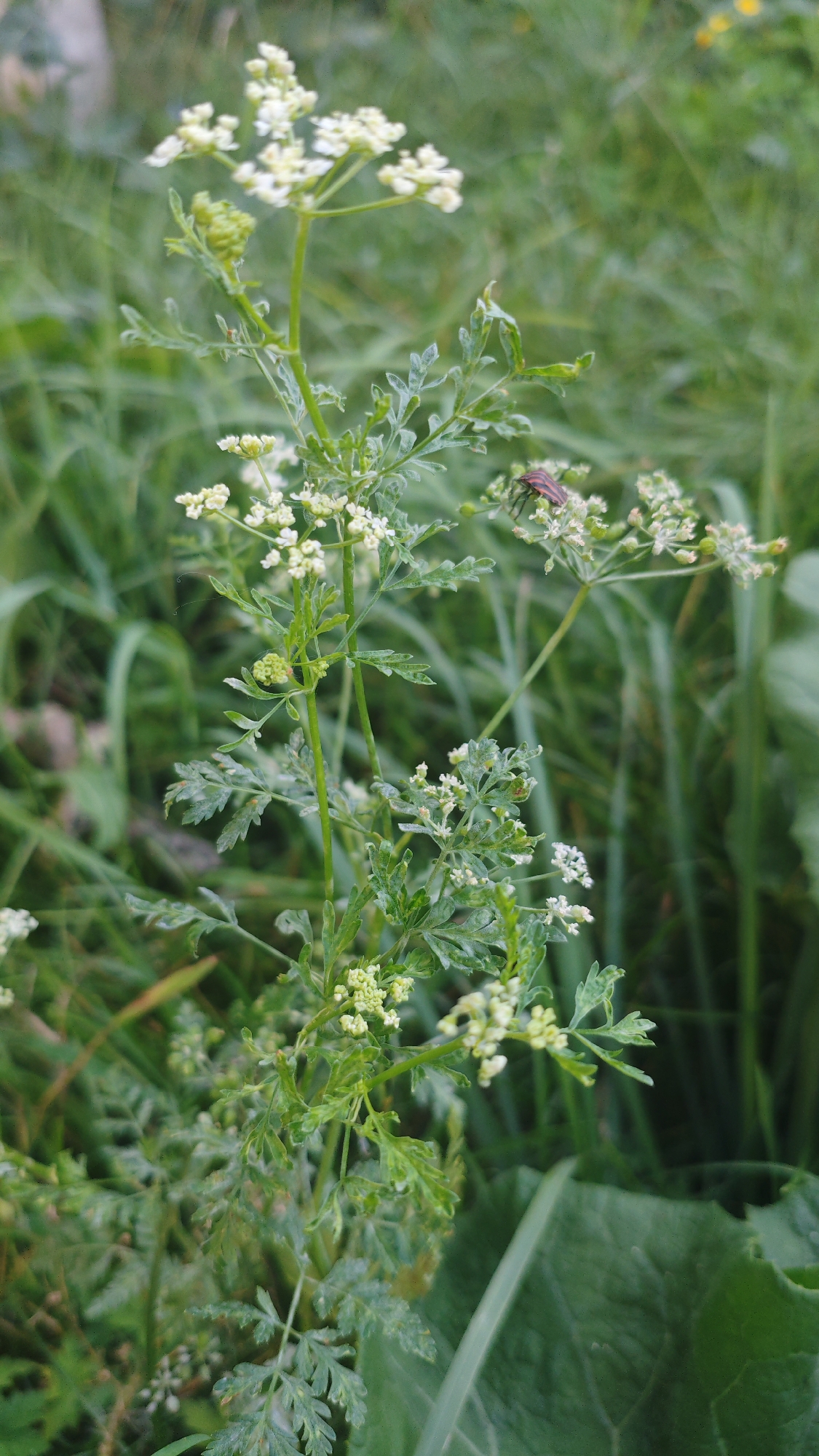 A close-up, vertical shot focuses on a small, delicate plant with clusters of tiny white flowers and feathery green leaves. The plant is set against a blurred background of green grass and foliage, suggesting an outdoor, natural environment. A small, striped insect, possibly a beetle, is perched on one of the flower clusters near the top right of the frame. The lighting is natural, and the focus is sharp on the plant and insect, with the background softly out of focus. The scene appears to be in a grassy area, possibly a park or a field, with no urban elements visible.