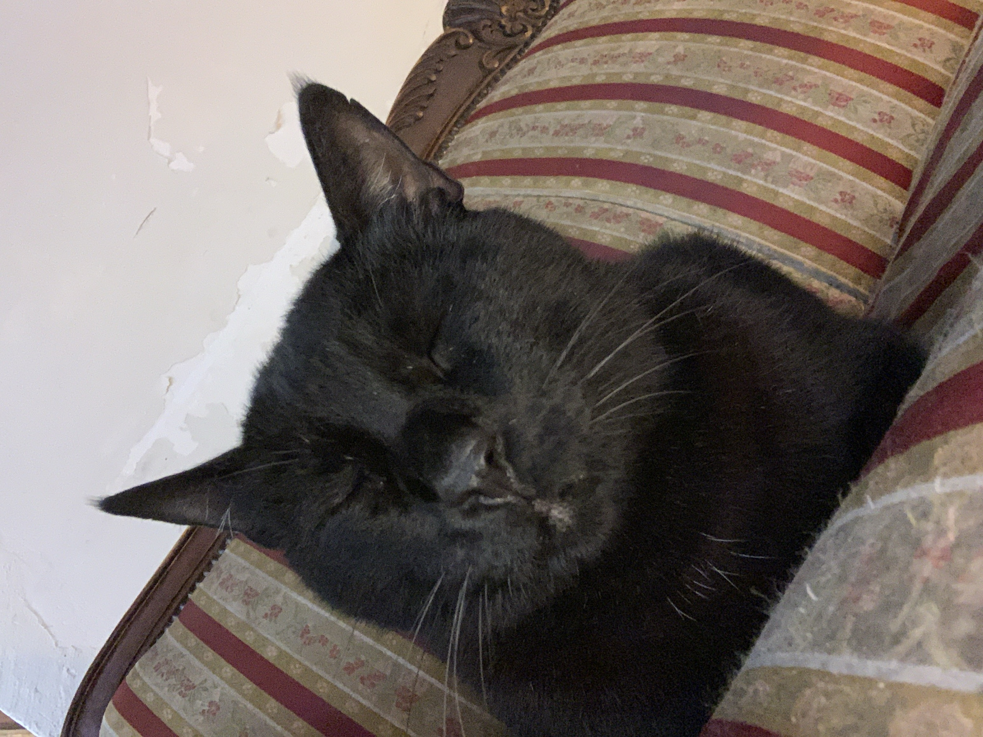 An overhead, slightly tilted shot captures a black cat soundly asleep on a striped armchair in what appears to be an indoor setting in Tel-Aviv, Israel. The cat, with sleek black fur, lies with its eyes gently closed, suggesting deep rest. Its white whiskers are clearly visible, contrasting with its dark coat. Around its nose and mouth area, there appears to be some light-colored residue or discoloration. One of its pointy ears, tipped with some lighter fur, is prominent.
The cat is resting on an ornate armchair with a carved dark wooden frame, part of which is visible at the top left. The armchair's upholstery features a distinct pattern of alternating thick red stripes and lighter, possibly beige or light green, stripes adorned with small floral motifs. Behind the cat and the armchair is a light-colored wall, likely white or off-white, which shows signs of peeling paint or plaster in various small patches, suggesting an older interior or a need for refurbishment.
The scene conveys a sense of peace and tranquility, highlighting the cat's relaxed state. There is no visible text in the image.