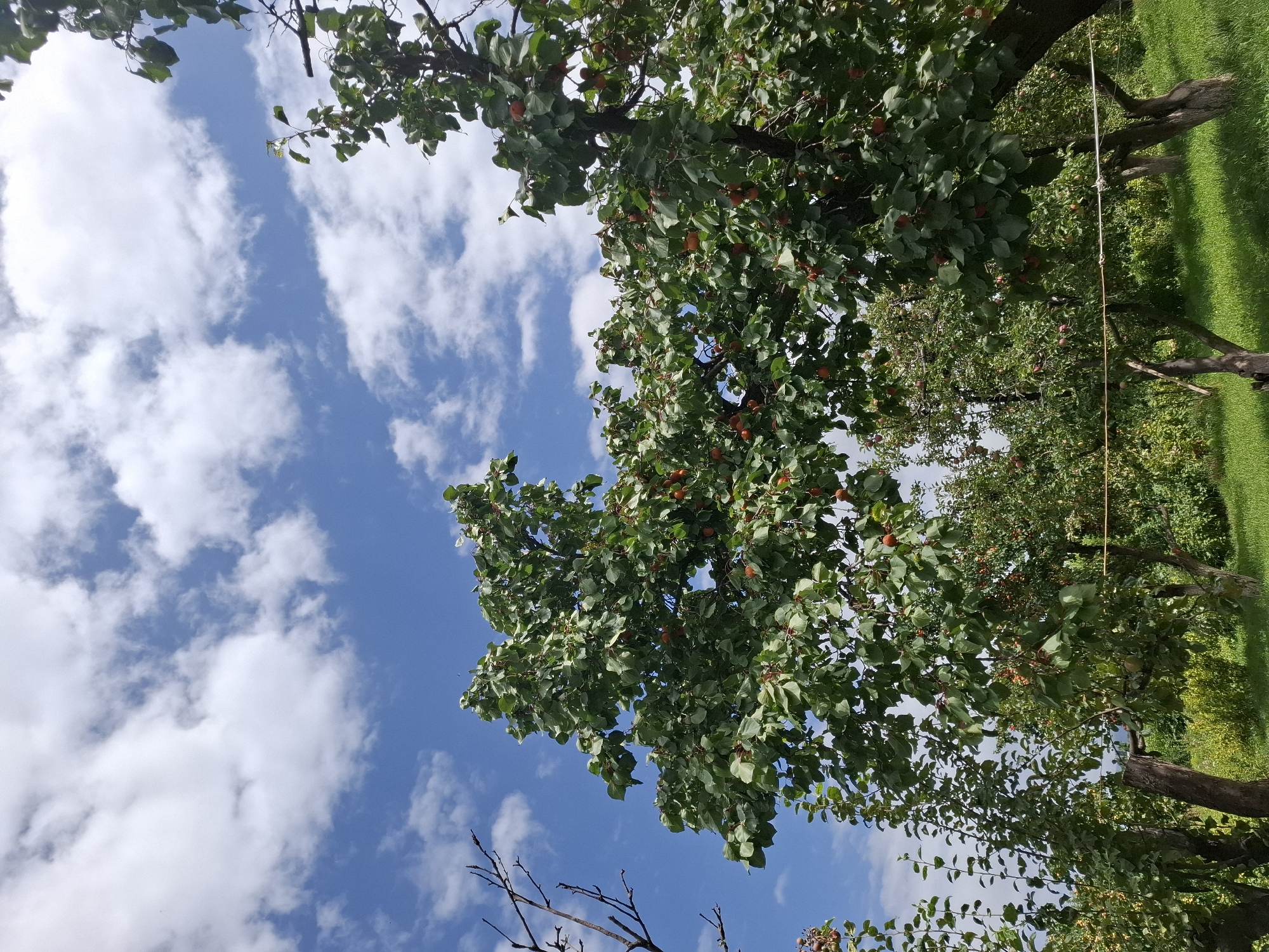 The image depicts an orchard on a bright, cloudy day, likely in Jeti-Ögüz, Kyrgyzstan. In the foreground, several fruit trees, possibly plum or apricot trees, are laden with ripe, reddish-orange fruit. The trees have abundant green foliage and their branches extend outwards, creating a dense canopy. Some bare branches of a dead tree are visible to the left. The trees are situated on a gentle slope covered in lush green grass. In the background, more trees and vegetation are visible, forming a verdant landscape. The sky above is a vibrant blue, scattered with fluffy white clouds. The scene appears serene and natural, suggesting a rural or semi-rural setting, consistent with the agricultural landscape of Jeti-Ögüz. There are no people or animals visible in the image.