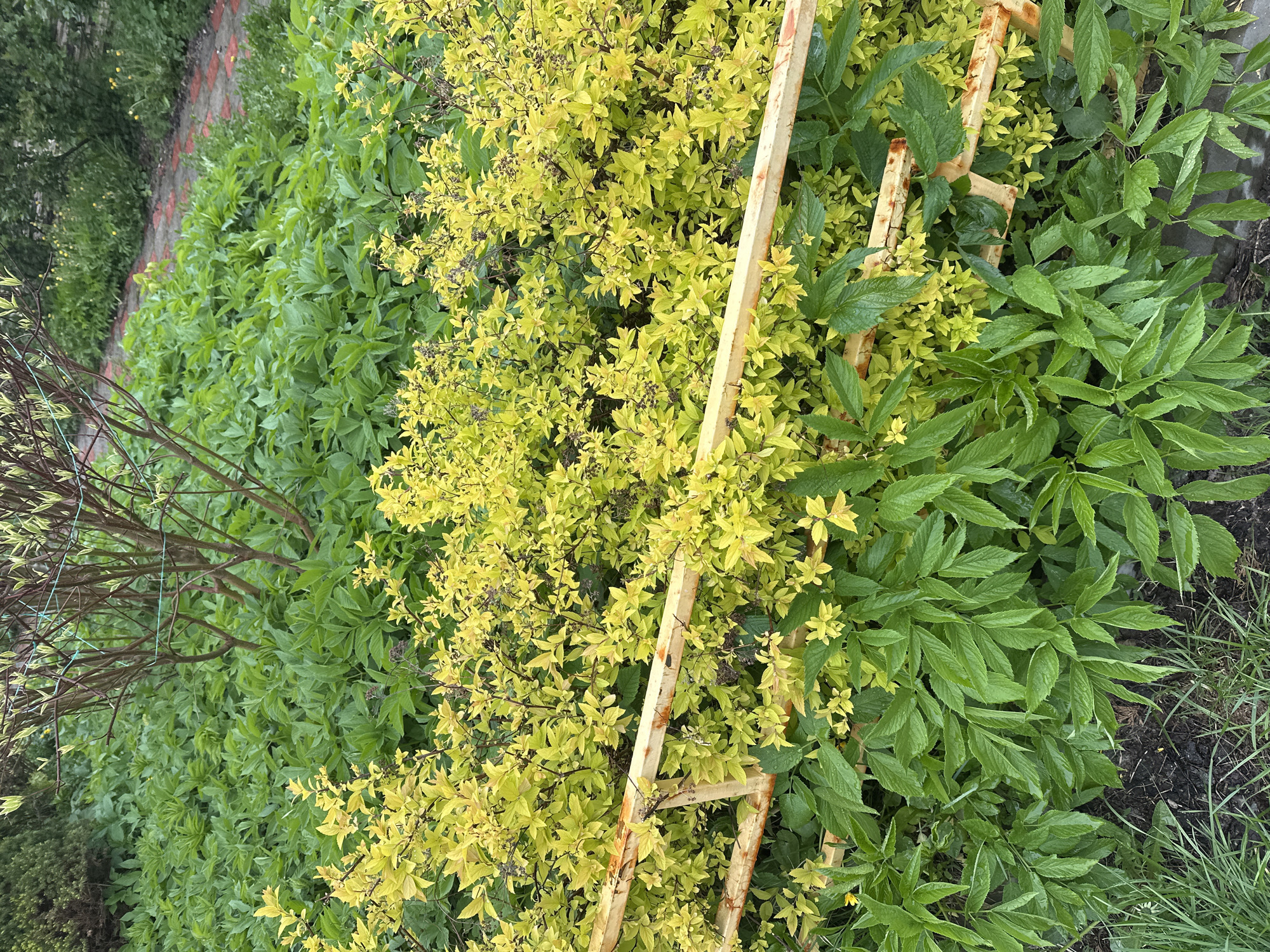 The image shows an overgrown garden scene. In the foreground, various types of greenery are abundant. A yellow-leaved shrub is prominent, intertwined with a partially rusted, light-colored, dilapidated wooden ladder structure. Adjacent to the shrub are leafy green plants with distinct veining. Further back, more dense green foliage fills the scene, including some low-lying ground cover. In the far background, a brick edge or pathway can be seen. Based on the surrounding context of the image, it is likely that this scene is located in a garden in Nizhny Novgorod, Russia.
