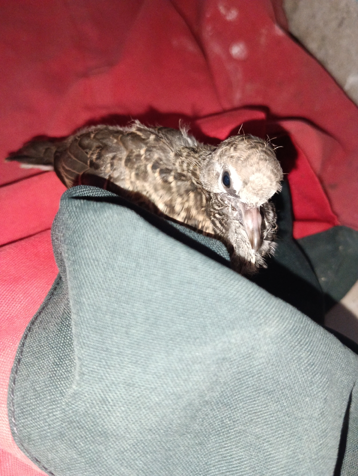 The image shows a very young bird, likely a chick, lying on a red fabric surface that is partially covered by a teal-colored fabric. The bird is positioned on its side, with its head turned towards the viewer. Its mouth is open, revealing a pink interior and a light-colored tongue. The bird has mottled brown and gray feathers, with some downy fuzz visible around its head. Its eyes are dark and appear to be open. The red fabric has some white speckles on it, and a shadow is cast on the red surface behind the bird. The teal fabric is wrinkled and appears to be a thicker material, possibly canvas or denim. The background is out of focus but suggests an indoor or sheltered environment. The image was taken in Pematang Jaya, Indonesia.