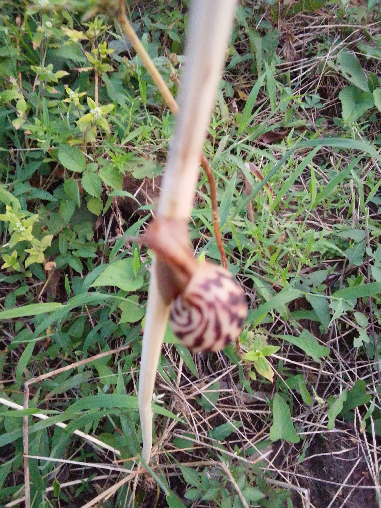 A snail is crawling on a dry stalk in a grassy area. The snail's shell is visible, featuring a spiral pattern of brown and tan. The surrounding environment consists of various green plants and dry grass. The image appears to have been taken outdoors, in what could be a natural or semi-natural setting within the city of Serti, Nigeria. There are no people present in the image.