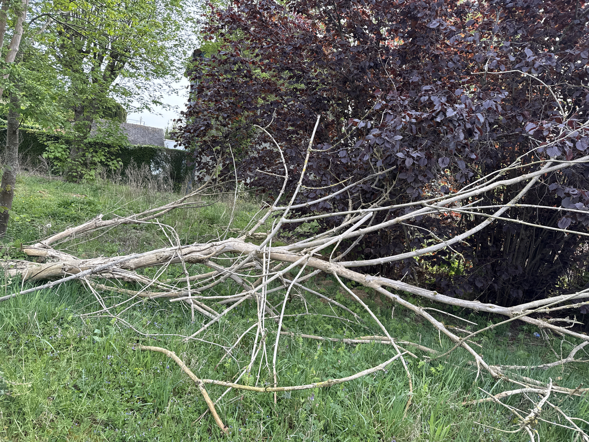 A fallen tree branch lies in the grassy area of a yard in Domont, France. The branch is light-colored and bare, with many smaller branches extending from it. The grass is green and interspersed with small blue flowers. In the background, there is a dark-leaved tree, a green tree, and a building with a gray roof and green vine-covered wall.