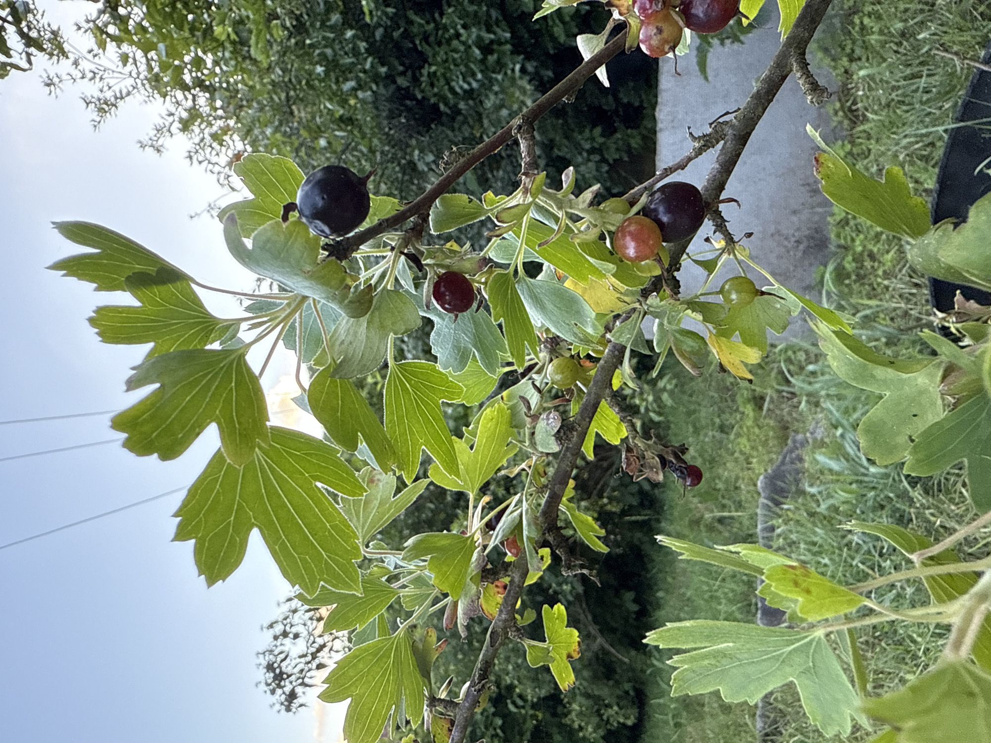The image shows a branch of a currant bush with several berries in various stages of ripeness, from green to dark purple. The bush is growing outdoors, with green grass and foliage in the background. A light-colored wall is partially visible behind the bush. The sky above is a pale blue with thin, white power lines stretching across it. The image appears to have been taken in Kroyanskoye, Russia, based on the prompt. There are no people or animals visible in the frame. The overall scene depicts a close-up view of a fruiting plant in a natural or garden setting.