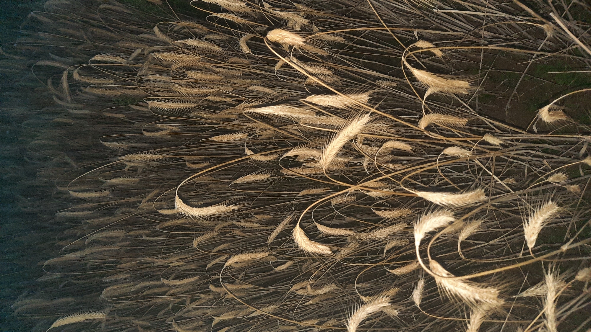 The image displays a dense field of mature wheat or rye stalks, predominantly in shades of golden brown and beige. The stalks are tall, with many heads drooping downwards, suggesting they are ready for harvest or have been affected by weather. The background is dark and out of focus, creating a shallow depth of field that emphasizes the texture and form of the grain. The lighting appears to be dim, possibly from twilight or artificial illumination, casting soft shadows and highlighting the details of the individual grains and their awnings. The ground beneath the stalks is not clearly visible, but it appears to be dark soil. There are no people or animals present in the frame. The overall impression is one of a rural agricultural landscape, possibly on the outskirts of Шклоў, Belarus, at dusk.