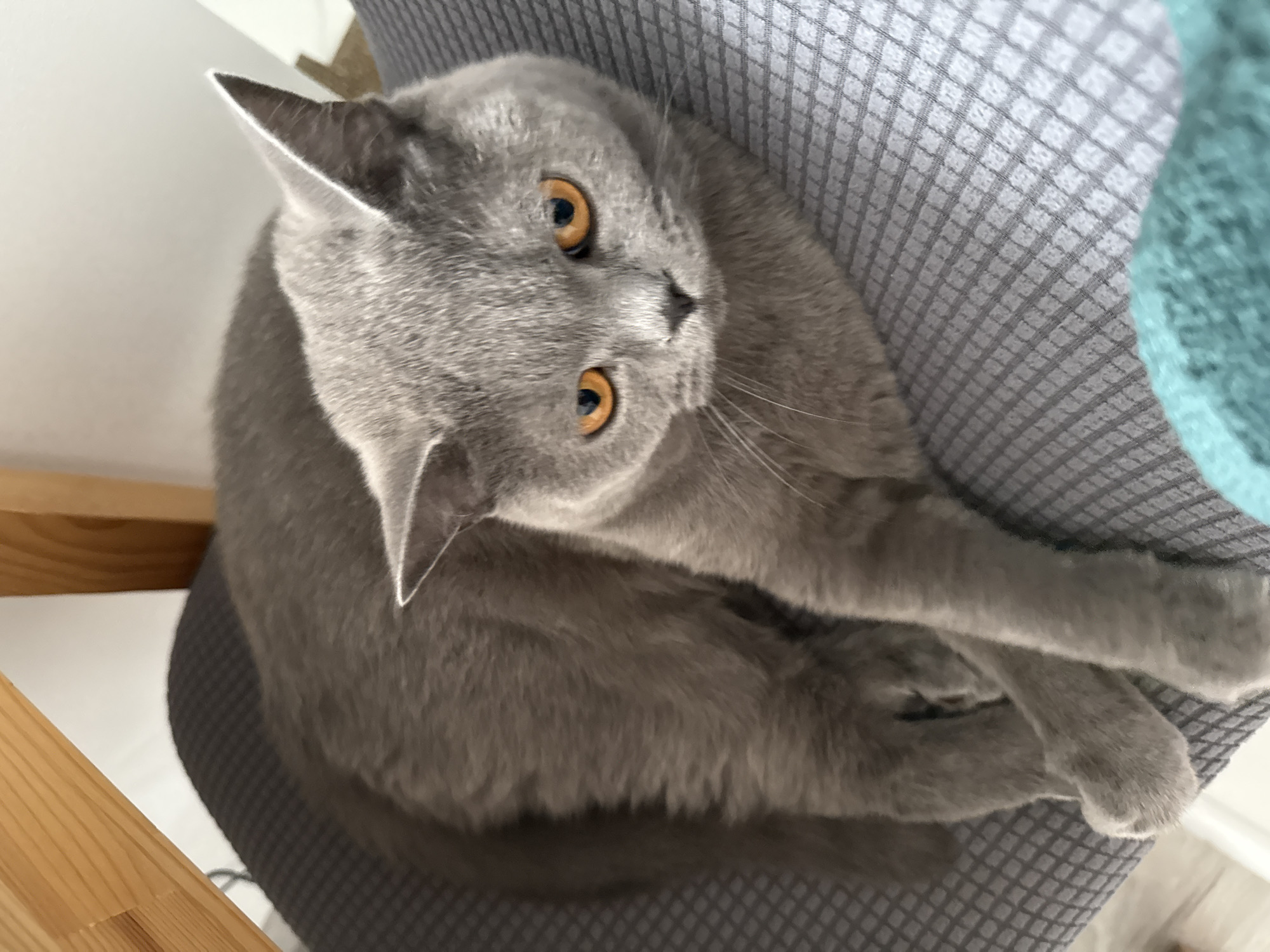 A gray cat with bright orange eyes is resting on a textured gray cushion. The cat is positioned in the center of the frame, facing slightly towards the viewer. Its front paws are crossed. Behind the cat, part of a wooden chair is visible, along with a white wall. A small portion of a teal-colored blanket or fabric is in the lower right corner of the image. The lighting suggests an indoor setting. The image was taken in Zielona Góra, Poland.