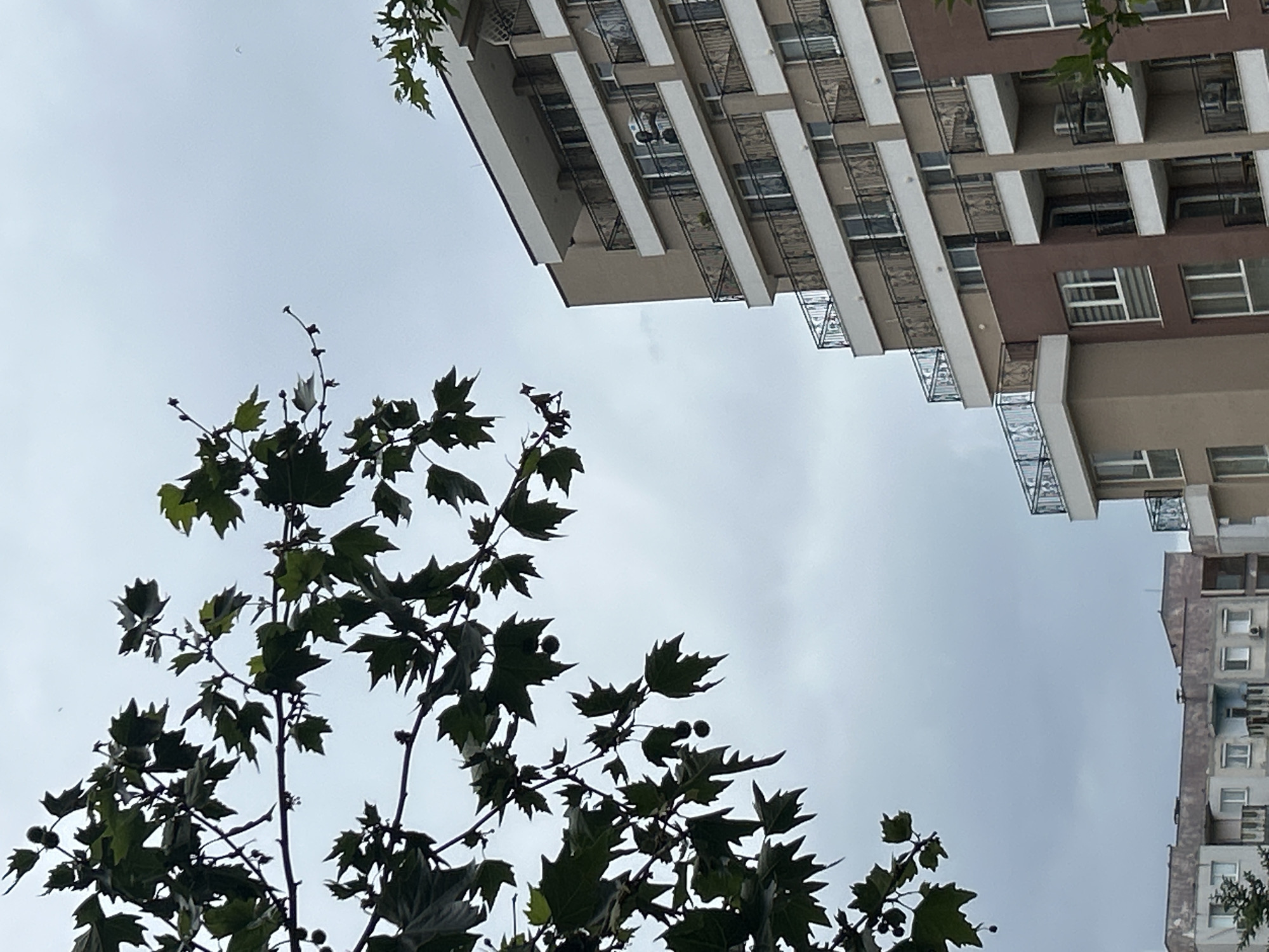 An upward-angled photograph captures a static scene of a multi-story building and a tree against an overcast sky. The image is oriented diagonally, with the building occupying the upper right and central right portions, and the tree filling the lower-left and central-lower parts.
The building appears to be a modern residential or mixed-use structure with numerous balconies, featuring dark metal railings and light-colored (beige or white) fascias. The main facade of the building is a mix of brown and lighter tones. Windows are visible on multiple levels. Air conditioning units are discernable on some of the building's exterior walls in the distance.
The prominent subject in the foreground is the canopy of a tree, identifiable as a plane tree (Platanus species, commonly known as sycamore in some regions) by its distinctively lobed, green leaves and spherical, spiky seed balls. The tree's branches are silhouetted against the bright, uniformly gray, overcast sky, indicating a cloudy daytime.
No people or specific activities are visible. The overall mood is neutral and calm. The scene suggests an urban or suburban setting, consistent with its given location context of Plovdiv, Bulgaria. There is no visible text in the image.