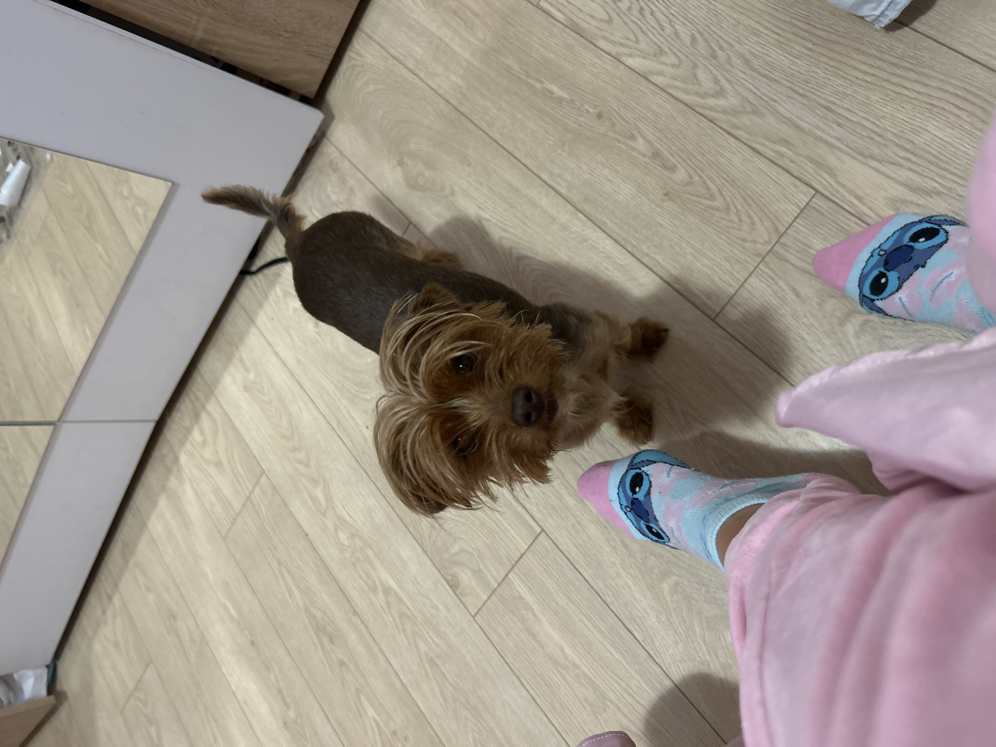 The image captures an indoor scene featuring a small dog and parts of a person's legs and feet. The primary subject is a medium-haired dog, likely a Yorkshire Terrier or a similar breed, with a mix of brown and tan fur. The dog is positioned in the center of the frame, standing on a light-colored wooden laminate floor, looking directly up towards the camera with an attentive expression. Its face shows lighter, shaggy fur, and its eyes are focused upwards.
On the right side of the frame, the lower legs and feet of a person are visible. The person is wearing soft, plush pink pajama bottoms and light blue socks with pink stripes. Each sock features the detailed image of the cartoon character Stitch from Disney's Lilo & Stitch.
The setting appears to be a cozy domestic environment, likely a home, in Plovdiv, Bulgaria, as indicated by the provided context. The floor is made of light wooden planks arranged in a pattern. In the background on the left, a large mirror with a light gray frame reflects a portion of the room, including more of the wooden floor. A dark wooden furniture piece is partially visible at the top edge of the frame. The overall impression is one of a warm, personal interaction between a pet and its owner.