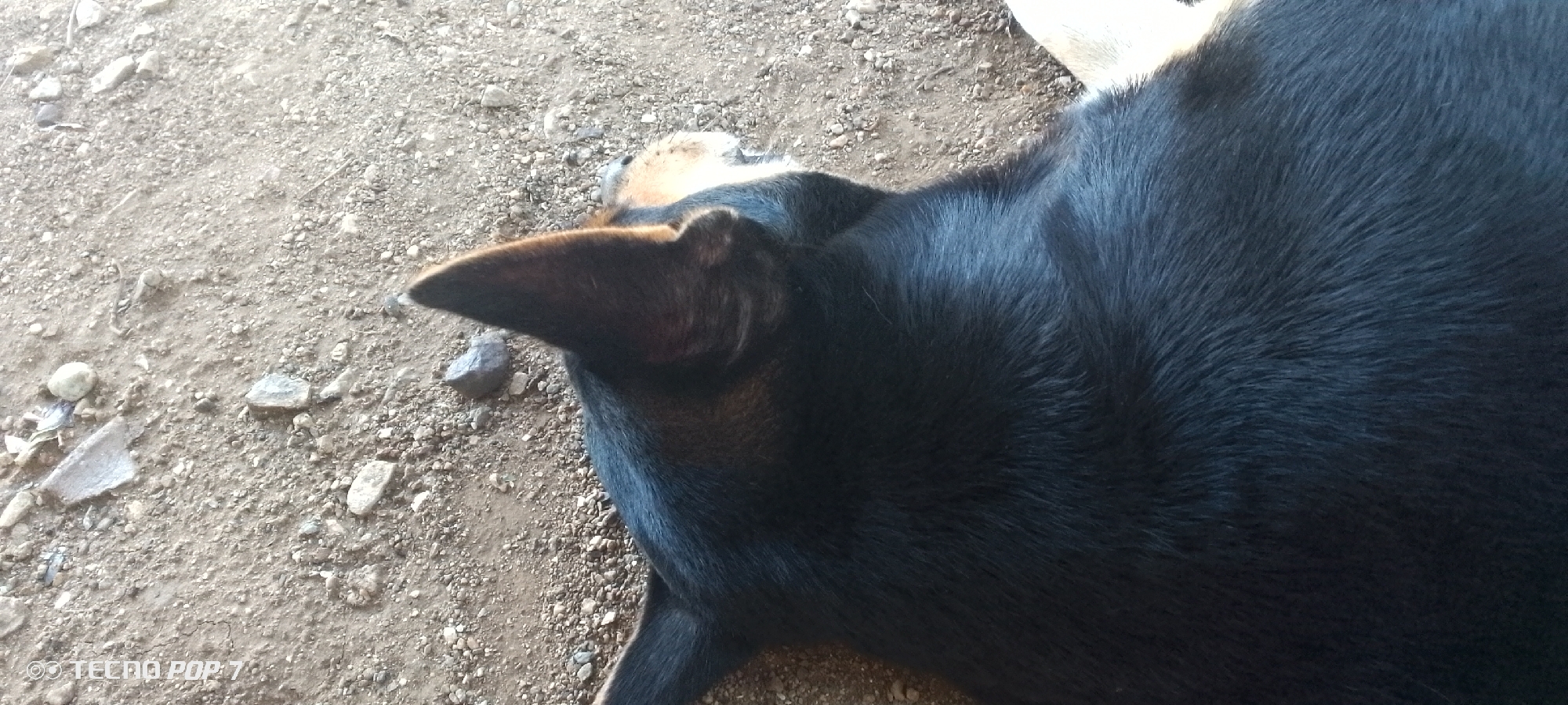 A black and tan dog is lying on the ground in Altagracia, Venezuela. The dog is facing towards the left of the frame, with its head and ears visible. The ground is composed of dirt and small stones. A portion of the dog's back, covered in black fur, fills the right side of the image. The background is out of focus, showing more of the rocky, dirt ground. The overall scene appears to be outdoors.