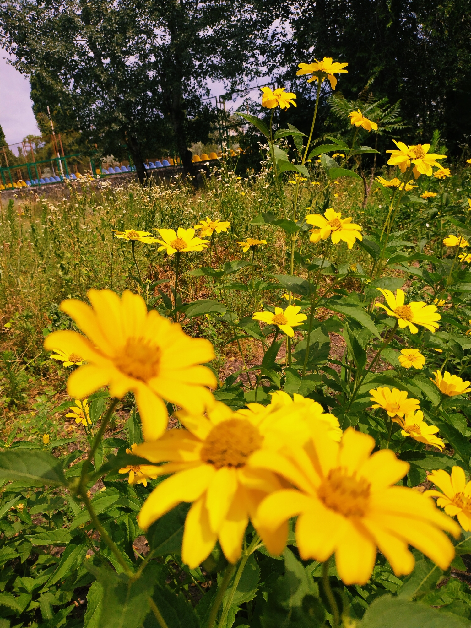 In Horishni Plavni, Ukraine, a close-up shot captures a field of vibrant yellow flowers in bloom. The flowers, characterized by their large, daisy-like petals and prominent yellow centers, dominate the foreground and midground of the image. Some of the flowers are in sharp focus, allowing for a detailed view of their delicate structures, while others are softly blurred, creating a sense of depth. The blossoms are interspersed with lush green foliage and slender stems, indicative of a natural, uncultivated setting.
In the background, a large tree with a dense canopy of dark green leaves stands tall, its branches reaching towards a pale sky. Beyond the tree, a stadium or sports complex is partially visible, with rows of blue and yellow seating arranged around a field. The presence of this man-made structure juxtaposes with the natural beauty of the flowers, suggesting an area where urban and natural environments converge. The overall scene is bathed in natural light, highlighting the vivid colors and textures of the flora.