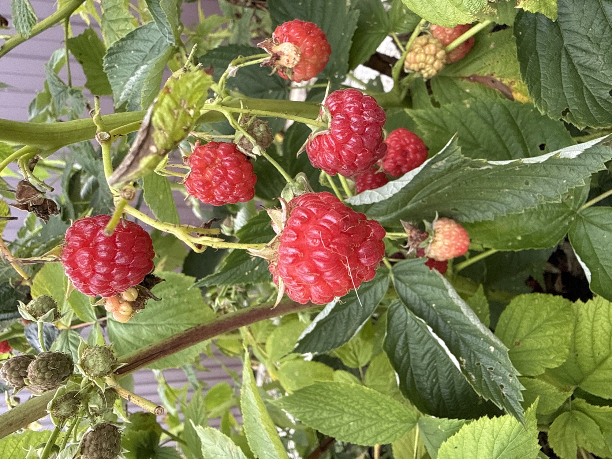 The image shows a close-up of a raspberry bush with several ripe, red raspberries and some unripe, green berries. The raspberries are clustered on stems with green leaves and thorny branches. The background is blurred, showing a hint of a fence and other greenery. The image is taken outdoors, likely in a garden or farm setting. The location is specified as Nagayevo, Russia.