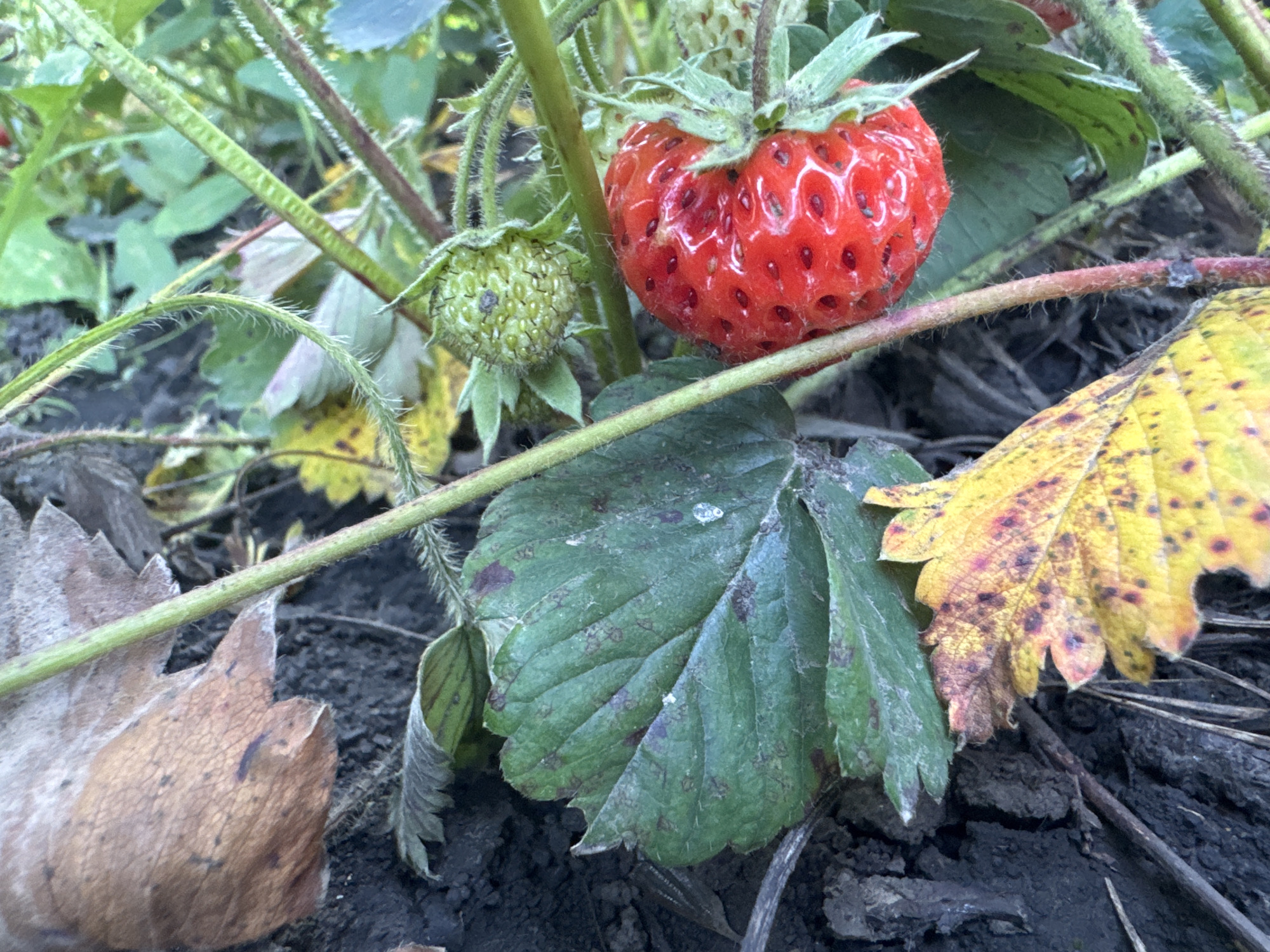 This media file is a close-up shot of a strawberry plant growing in what appears to be garden soil. The primary subjects are the strawberries themselves, with one ripe, red strawberry prominently displayed in the upper right portion of the frame. Next to it, on the left, is an immature, green strawberry. Several green and brown leaves are also visible, some appearing healthy and others showing signs of decay or browning. The stems of the plant are green and hairy. The ground is dark and appears to be composed of soil and possibly dried organic matter.
There is no discernible activity or event taking place, as the image is a static shot of the plant. Notable details include the texture of the strawberries, with the red one showing distinct seed imprints, and the contrast between the ripe and unripe fruit. The lighting suggests it might be daytime, but the specific time of day or weather conditions are not clear. There are no visible text elements in the media file. The location is implied to be outdoors, likely a garden or field where strawberries are grown.