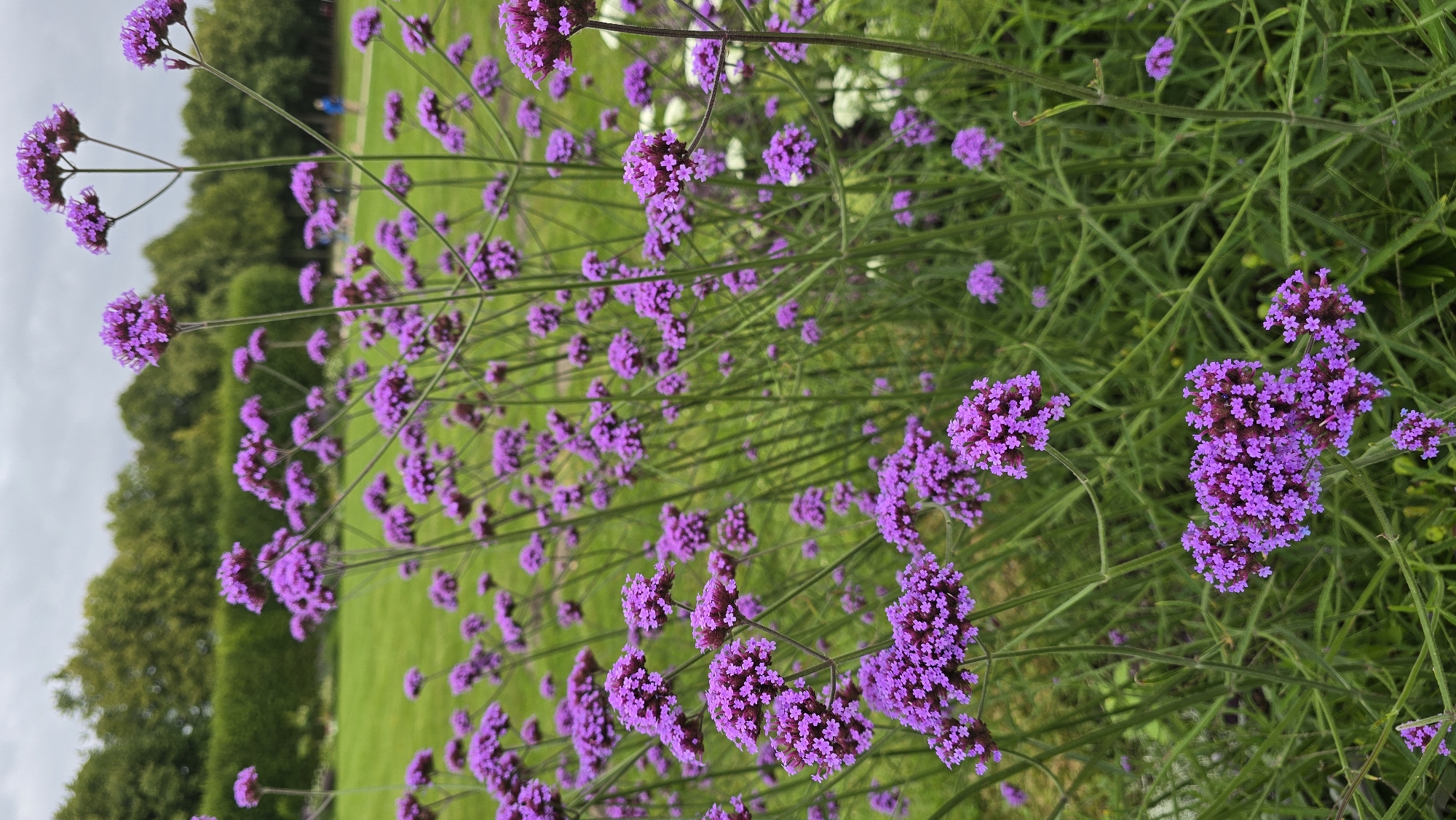 A close-up shot captures a cluster of vibrant purple verbena flowers in full bloom, their delicate petals forming dense, spherical heads atop thin, green stalks. The flowers are the primary subject, with their rich color and intricate structure dominating the foreground. Behind them, a manicured green lawn stretches into the distance, bordered by a neatly trimmed hedge. Beyond the hedge, a line of mature green trees forms a natural backdrop under a cloudy, overcast sky. In the middle ground, two indistinct figures can be seen walking on a path, adding a sense of scale and a hint of human presence to the serene park setting. The overall scene suggests a tranquil outdoor environment, likely a botanical garden or park within the city of Schwerin, Germany, given the presence of manicured landscaping and mature trees.