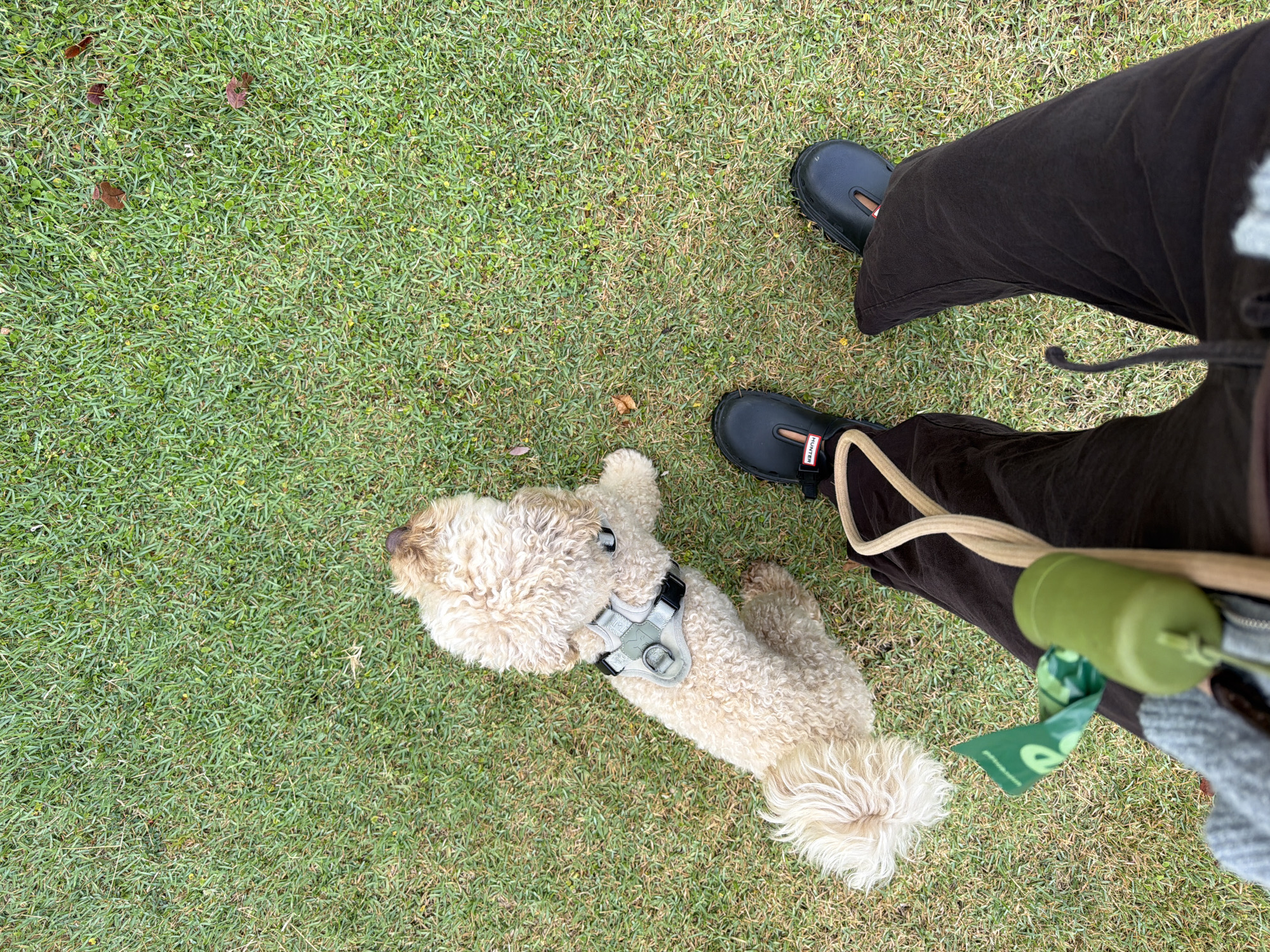 A high-angle shot shows a person and their dog on a patch of green grass. The person is wearing dark pants and black Hunter rain boots. A light-colored dog, possibly a poodle mix, is lying on its side on the grass, wearing a grey harness. A green dog waste bag dispenser is attached to the dog's leash, which is light brown. A green dog waste bag with the word "eco" printed on it in white is partially unfurled. The scene suggests a casual outing outdoors, likely in a park or backyard. The lighting indicates it could be daytime, but the specific time of day and weather are not discernible from the image alone. There are no clear location cues that pinpoint Tel-Aviv, Israel.