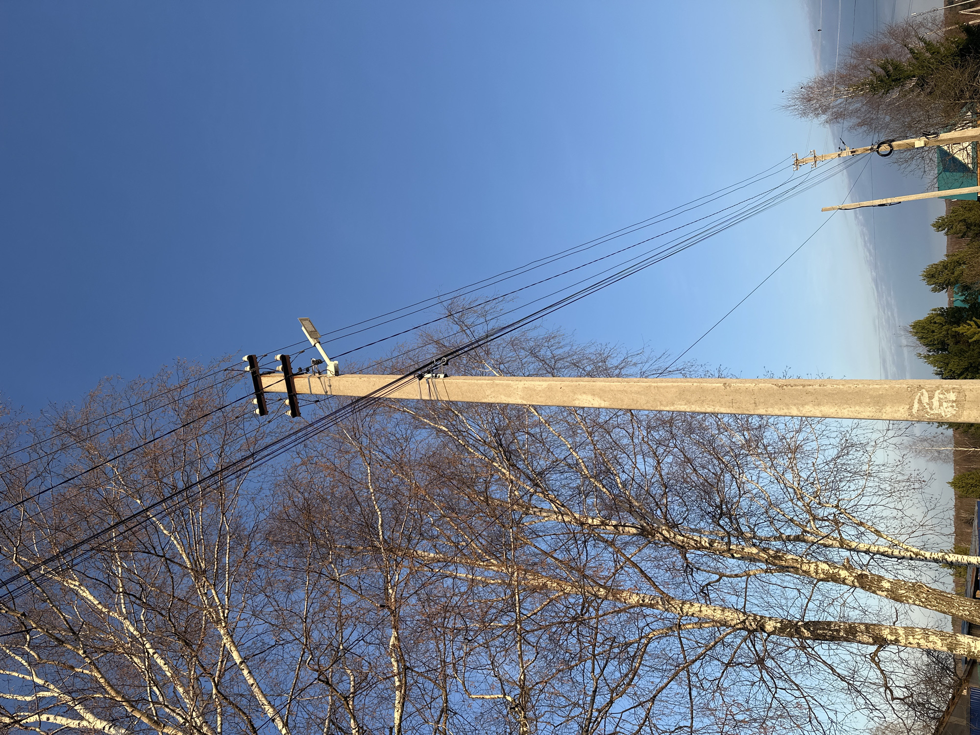 The image depicts a street scene in Kharnavy, Russia, featuring a concrete utility pole with attached electrical hardware and a street lamp. Bare birch trees frame the bottom of the image, their branches intermingling with the utility wires. In the background, another utility pole can be seen, along with a hint of a house and trees, suggesting a residential area. The sky is clear and blue.