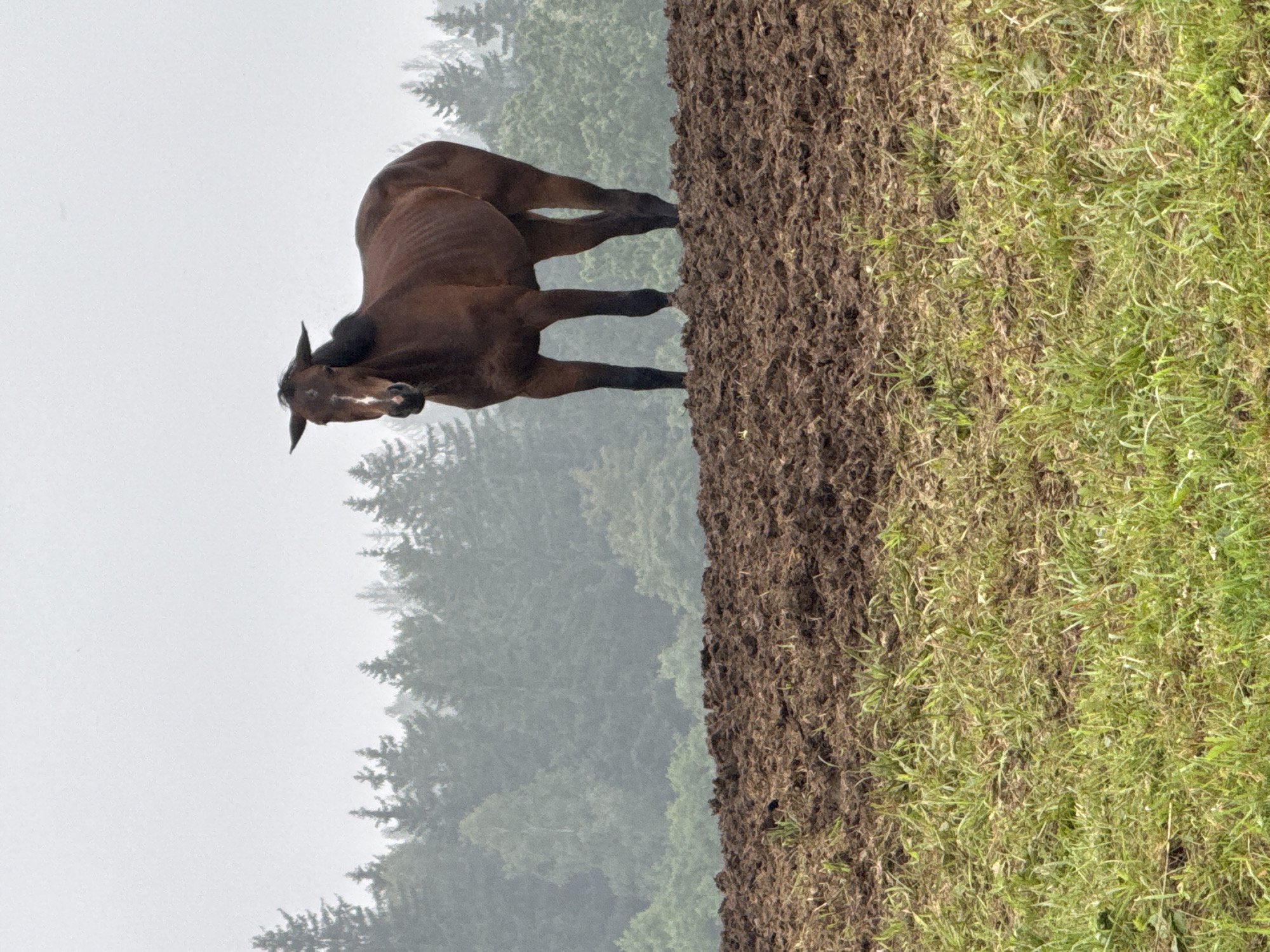 A brown horse stands on a plowed field in Galinė, Lithuania. The horse is facing the camera and appears to be looking towards it. Its head is slightly tilted, and its ears are pricked forward. The horse's body is lean, and its ribs are visible. The plowed field is dark brown and appears to be freshly tilled. There is some green grass growing in the foreground of the field. In the background, there is a dense forest of pine trees. The sky is overcast and a light gray. The overall atmosphere of the image is somber and slightly melancholic.