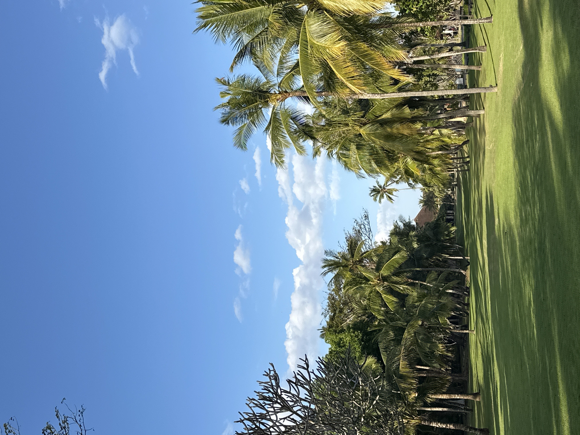 The image depicts a serene landscape on a sunny day in Kuta Selatan, Indonesia. The scene is dominated by a vibrant green, manicured lawn stretching into the distance, bordered by a dense line of lush palm trees on both sides. The palm trees are tall and slender, with their fronds reaching towards a clear blue sky dotted with fluffy white clouds. Sunlight casts long, dramatic shadows across the lawn, indicating it's either morning or late afternoon. In the background, peeking through the foliage, are hints of buildings with traditional thatched roofs, suggesting a resort or a residential area. On the left side of the frame, a bare-branched tree adds a contrasting texture to the tropical greenery. The overall atmosphere is peaceful and idyllic, characteristic of a tropical vacation destination.