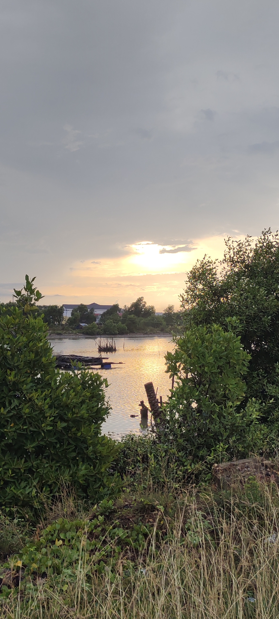 The image depicts a serene sunset scene over a body of water, likely a river or bay, in Lhokseumawe, Indonesia. The sky is overcast with soft, diffused light from the setting sun breaking through the clouds in the upper right quadrant. The water reflects the warm hues of the sunset, creating a shimmering golden pathway.
In the foreground, lush green foliage and tall, dry grasses line the bank. The foliage, likely mangrove trees, partially frames the view of the water. Scattered across the water are several wooden structures, appearing to be part of a fishing or aquaculture setup, with dark rectangular rafts and vertical wooden poles. A single, indistinct human figure is visible in the water near the center, appearing to be engaged in some activity. In the middle ground, the opposite bank is lined with more trees and some low-rise buildings, suggesting a populated area or settlement adjacent to the water. The overall atmosphere is tranquil and natural, indicative of a coastal or riverside environment within Lhokseumawe.