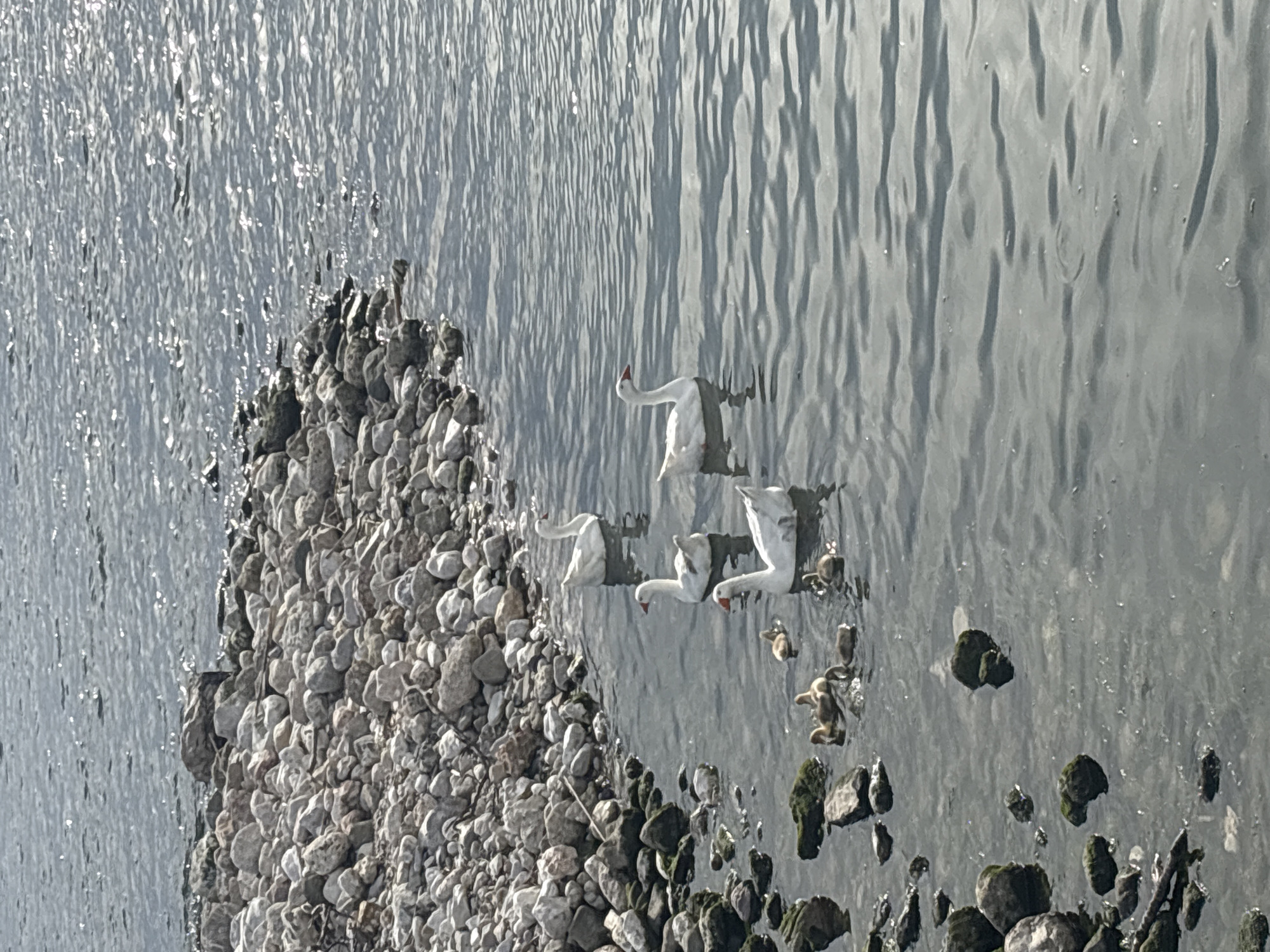 The image shows three white swans swimming in water next to a rocky shore. The scene appears to be located in Bar, Montenegro, as indicated by the presence of swans, which are commonly found in coastal areas. The water is a gray color with ripples on the surface. The rocky shore is covered with pebbles and stones, some of which are dark and appear to be covered in moss or algae. The swans are the central subjects, with their white plumage contrasting against the gray water. They appear to be actively swimming, with their necks extended forward. There are small, dark objects floating in the water, possibly seaweed or debris.