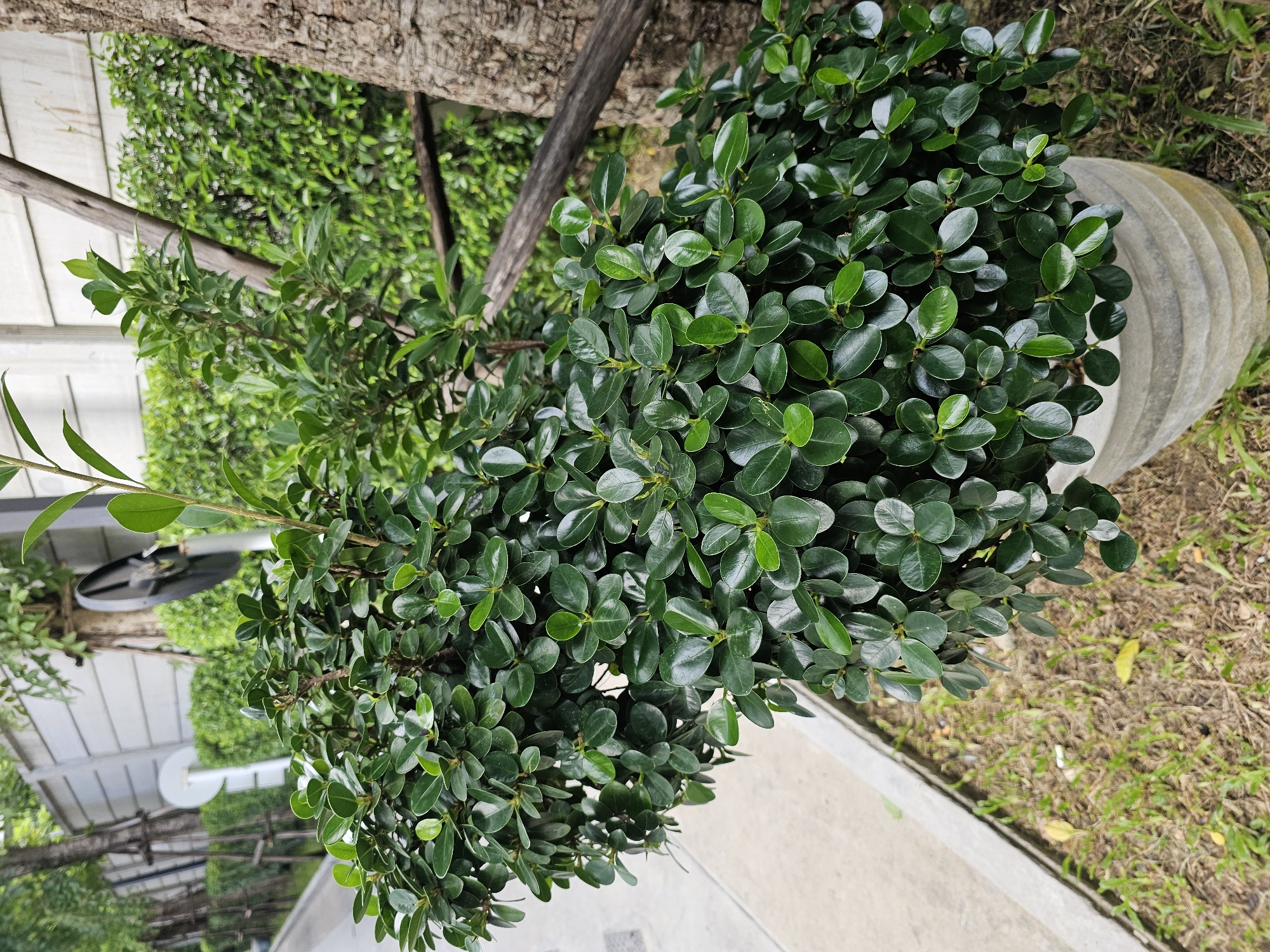 A potted, dark green, leafy shrub with small, oval leaves is situated outdoors in a paved area next to a grassy patch. The shrub is in a light gray, textured pot with a rippled design. To the right of the shrub, a portion of a tree trunk with rough bark is visible. Behind the shrub, a hedge of green foliage forms a backdrop. Further in the background, a pale gray, horizontally paneled wall is present, with several trees with visible trunks and support stakes planted in front of it. A reflective circular object, possibly a mirror or a sign, is also visible near the trees. The scene suggests an urban environment, likely a park, garden, or public space within Bangkok, Thailand, given the presence of tropical foliage and architectural elements common in the city.