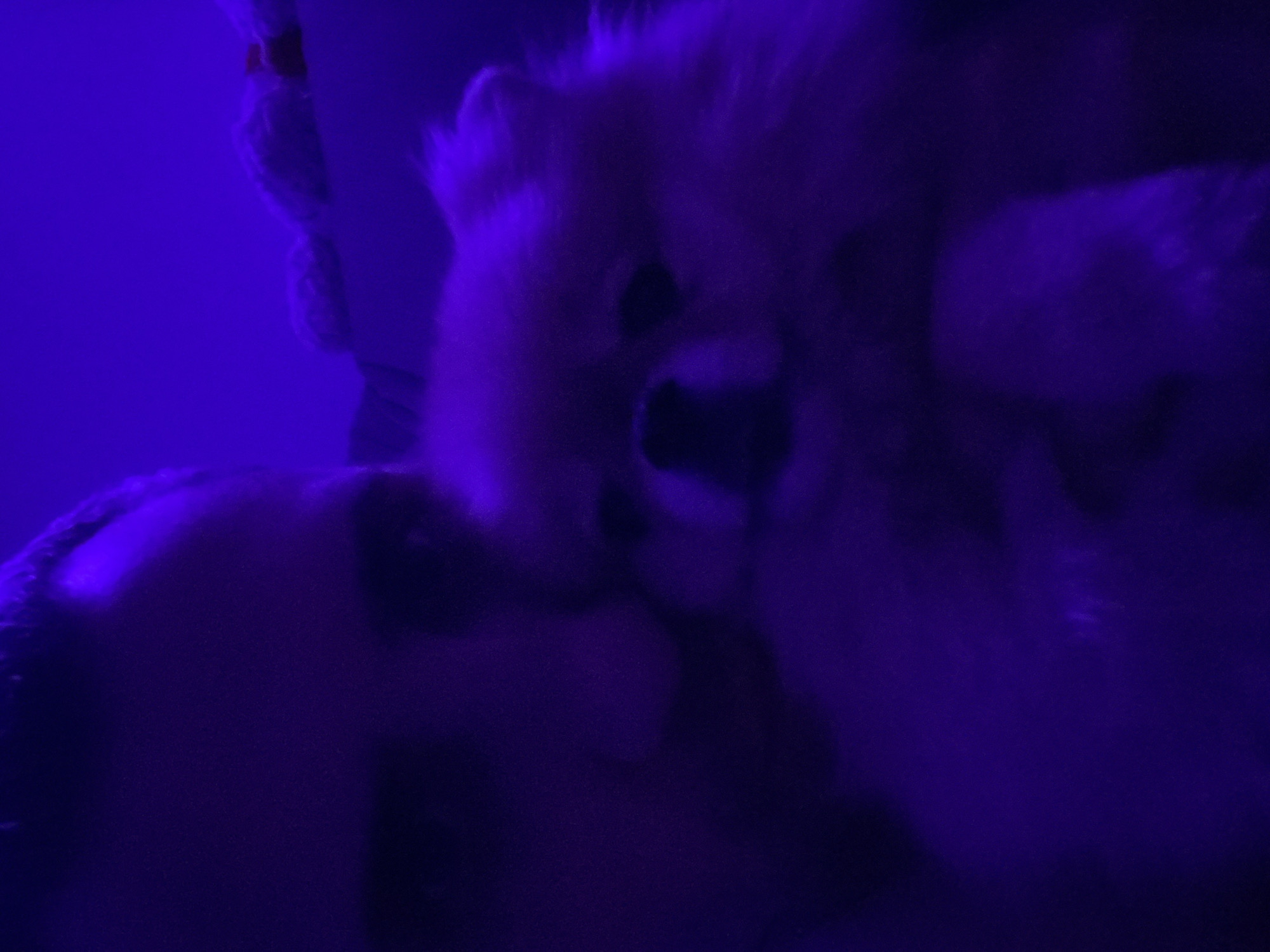 The image depicts two fuzzy animals under blue lighting. The animals are likely dogs of a small breed with light-colored fur. One of the dogs is facing forward with its mouth open. The other dog is positioned slightly behind the first. The background is dark and indistinct. A glimpse of white fabric is visible in the upper left. The location is unknown.