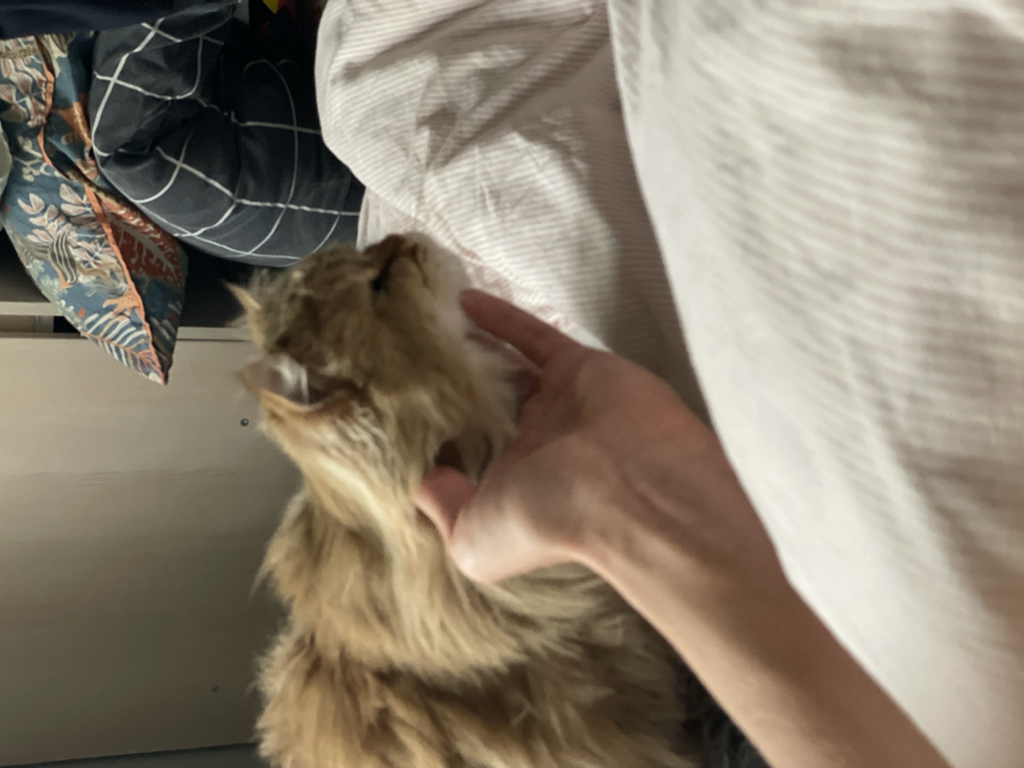 A brown fluffy cat is being petted on the neck by a hand. The background includes a folded bed sheet with light pink stripes and a pillow with a blue, brown, and white pattern. The scene appears to be indoors. The location in Sestroretsk, Russia, cannot be determined from the image.