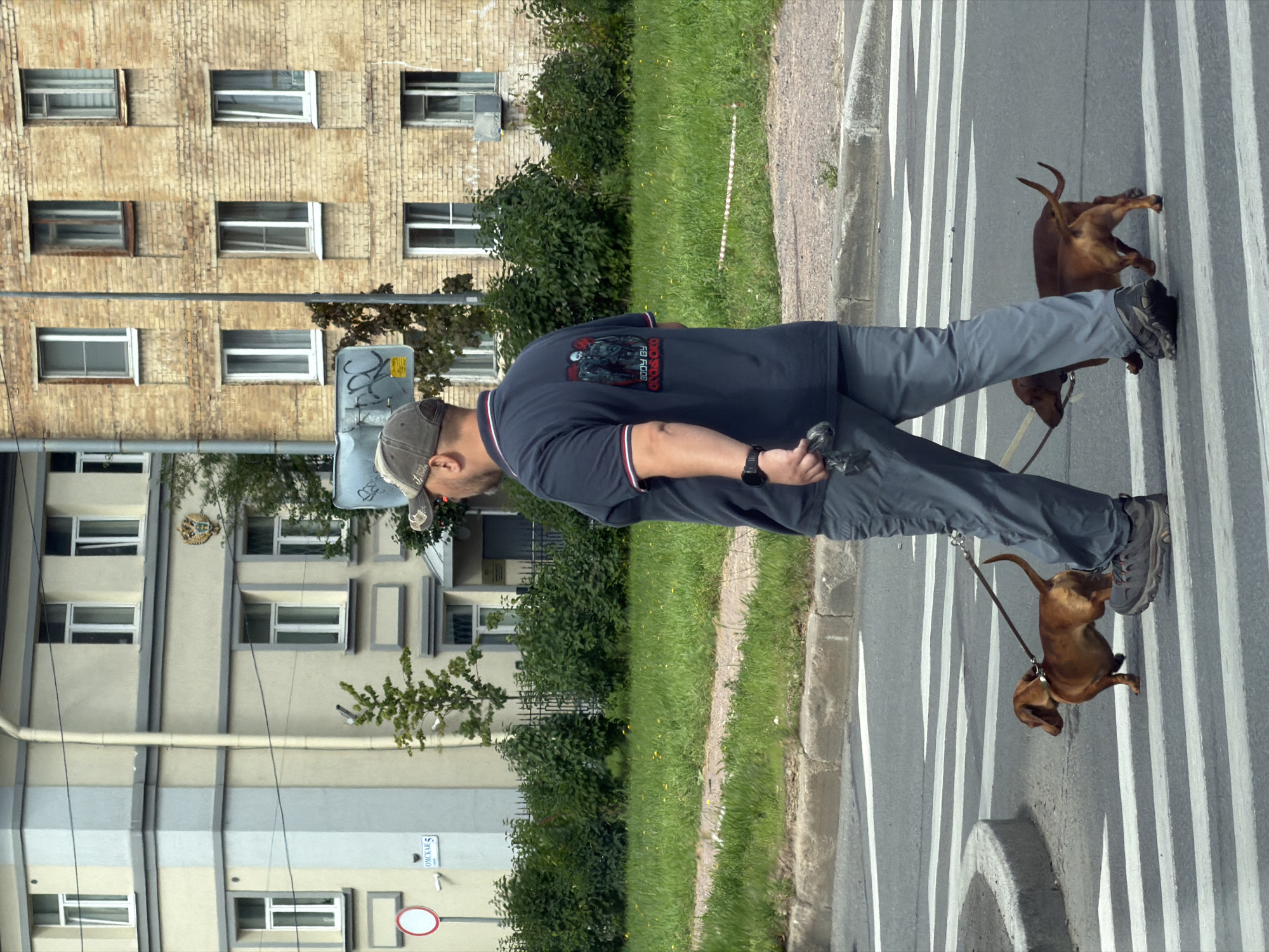 A man in a grey baseball cap and a dark blue polo shirt with a graphic on the back is walking two dachshunds across a pedestrian crossing. He is wearing grey pants and dark hiking shoes. The man is holding a leash in his left hand and a black plastic bag in his right hand. The dachshunds are both brown. The larger dachshund is in front and the smaller dachshund is behind. They are all on a leash. The pedestrian crossing is in front of a building with yellow brick facade. There are green bushes and trees behind the pedestrian crossing and across the street. A sign with a red circle and a white line is visible on the left side of the image. The location is Saint Petersburg, Russia.