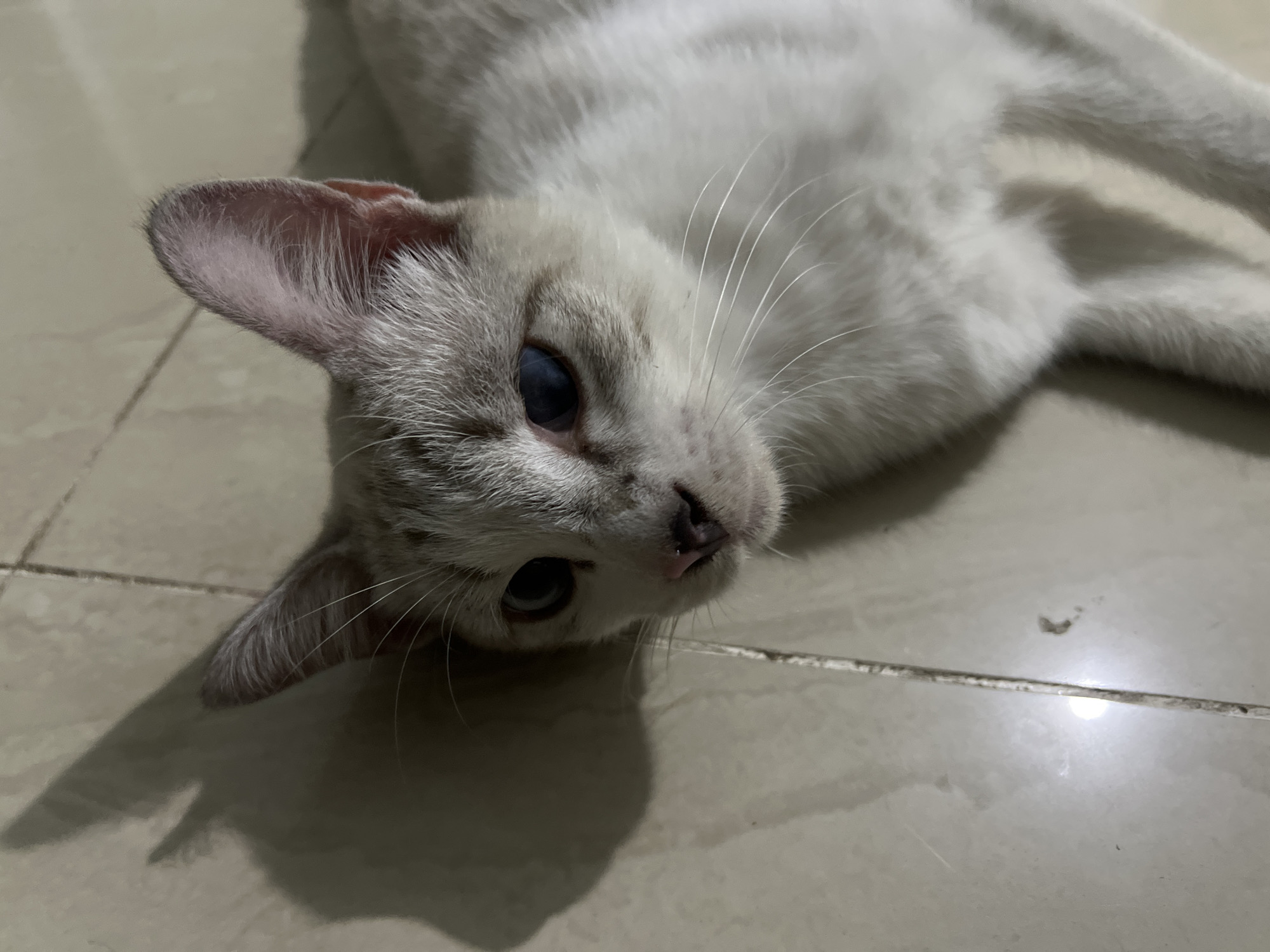 A white cat with light grey tabby markings lies on its side on a tiled floor, its head tilted upwards. Its left ear is visible, with pink inner lining and grey fur. The cat's eyes are open and appear blue. Its whiskers are long and white. The floor is made of light-colored square tiles with visible grout lines. A shadow of the cat is cast on the floor to its left. The scene is indoors, likely a residential setting in Klapanunggal, Indonesia.