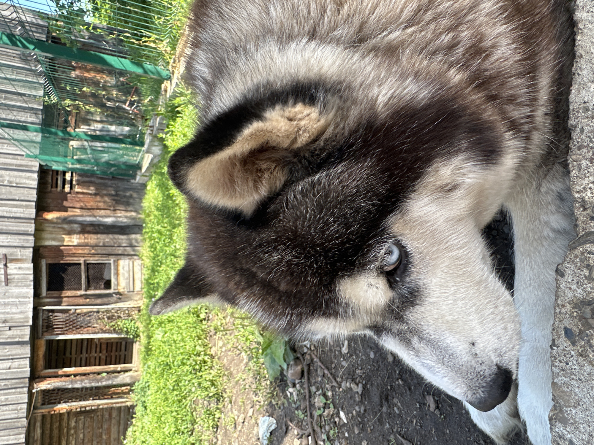 This is a close-up, eye-level photograph of a Siberian Husky resting outdoors in the village of Yaroslavka, Russia. The dog is lying down, facing left, with its head slightly lowered. Its distinctive blue eyes are visible, and its fur is a mix of black, gray, and white. The background shows a weathered wooden building with several openings, some with barred doors or windows. Green grass and foliage grow around the building, and a green chain-link fence is visible to the right. The ground appears to be dirt and gravel. The lighting suggests it is daytime, with sunlight casting shadows.