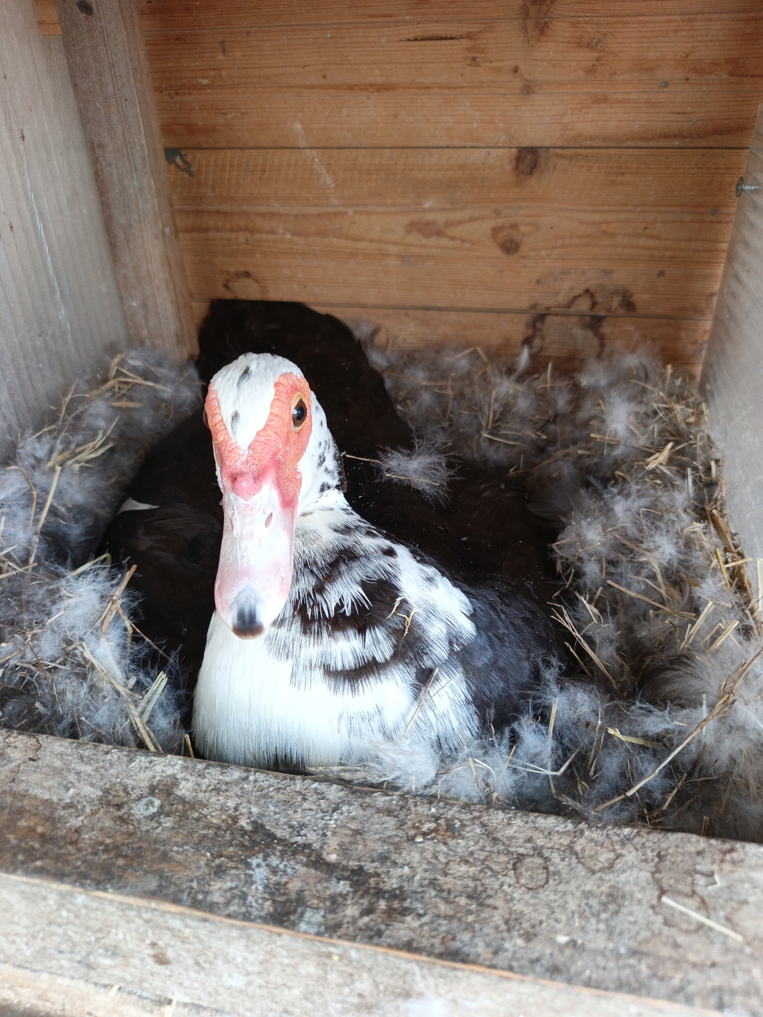 A close-up shot shows a black and white Muscovy duck resting in a wooden nesting box filled with straw and down feathers. The duck's head is turned towards the camera, its striking red, carunculated face and white plumage in sharp focus. The duck has black and white feathers on its body, with intricate patterns on its wings. The wooden structure of the nesting box is visible in the background, with horizontal planks. The image appears to be taken outdoors in a natural or rural setting. There is no visible indication of the location being in the city of Pshada, Russia, or any specific urban environment.