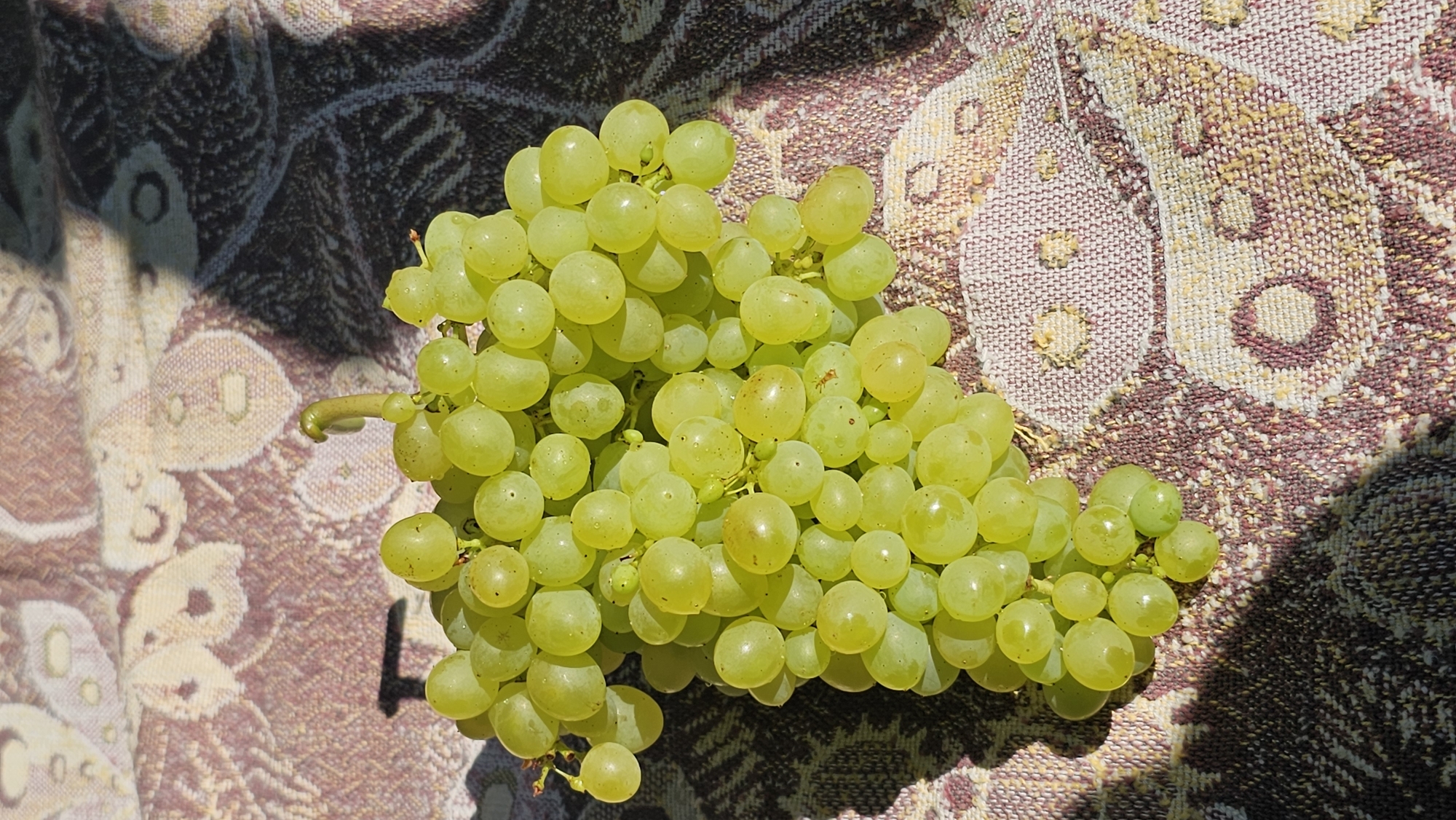 A close-up, overhead shot captures a bunch of green grapes resting on a patterned fabric. The fabric, a tapestry or tablecloth, features a repeating paisley-like design in shades of brown, cream, and burgundy. Sunlight casts distinct shadows across the grapes and the fabric, creating a play of light and dark. The grapes themselves are plump and round, with a dewy sheen, and are clustered tightly together on their stems. One stem curls upwards prominently in the center. The scene is sterile and devoid of any human presence or activity. The location is identified as Romanovka, Russia, though no specific city landmarks or environmental context are visible beyond the grapes and fabric.
