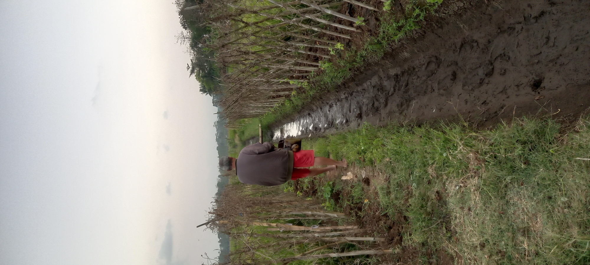 In Sidamulya, Indonesia, a man walks along a muddy irrigation ditch, viewed from behind. He wears a dark brown long-sleeved shirt and red shorts. He appears barefoot and carries a woven bag containing two round objects over his right shoulder. The ditch is narrow and filled with water and mud, flanked by rows of dried plant stalks supported by bamboo stakes. Green grass grows on the left side of the ditch, and more vegetation is visible in the background. The sky is overcast and light grey.