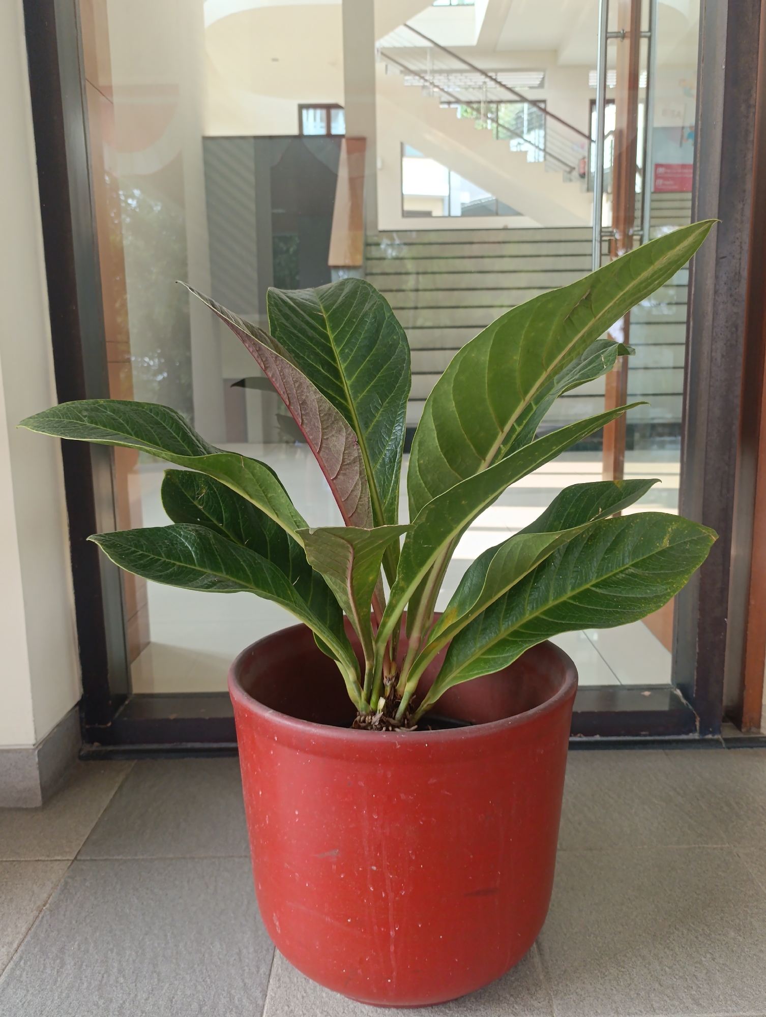 In Cihanjuang, Indonesia, a medium-sized anthurium plant with dark green, glossy leaves and reddish stems sits in a bright red plastic pot. The pot rests on a grey tiled floor, positioned in front of a large glass door. Through the glass, a modern interior is visible, featuring a cream-colored wall and a grand, multi-level staircase with light-colored treads and dark railings. The background also shows windows and architectural details that suggest an indoor public space or modern building. The lighting indicates daytime, with natural light illuminating the scene and creating reflections on the glass.