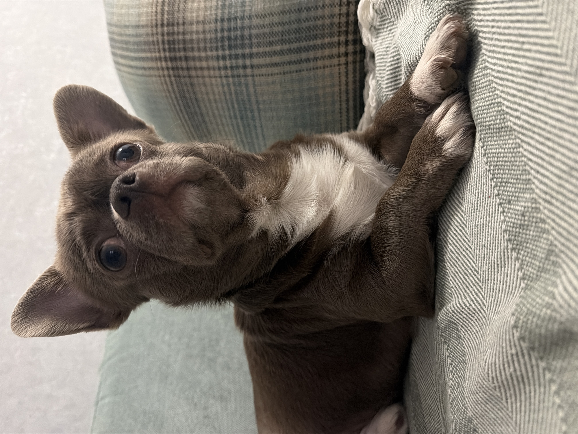 A small, short-haired dog with a brown and white coat is lying on a textured, light green-gray couch or blanket with a herringbone pattern. The dog's paws are resting on the fabric, and it is looking up towards the camera with large, dark eyes. The background includes a blurred plaid or patterned pillow or cushion. There is no evidence of the city of Votkinsk, Russia in the image.