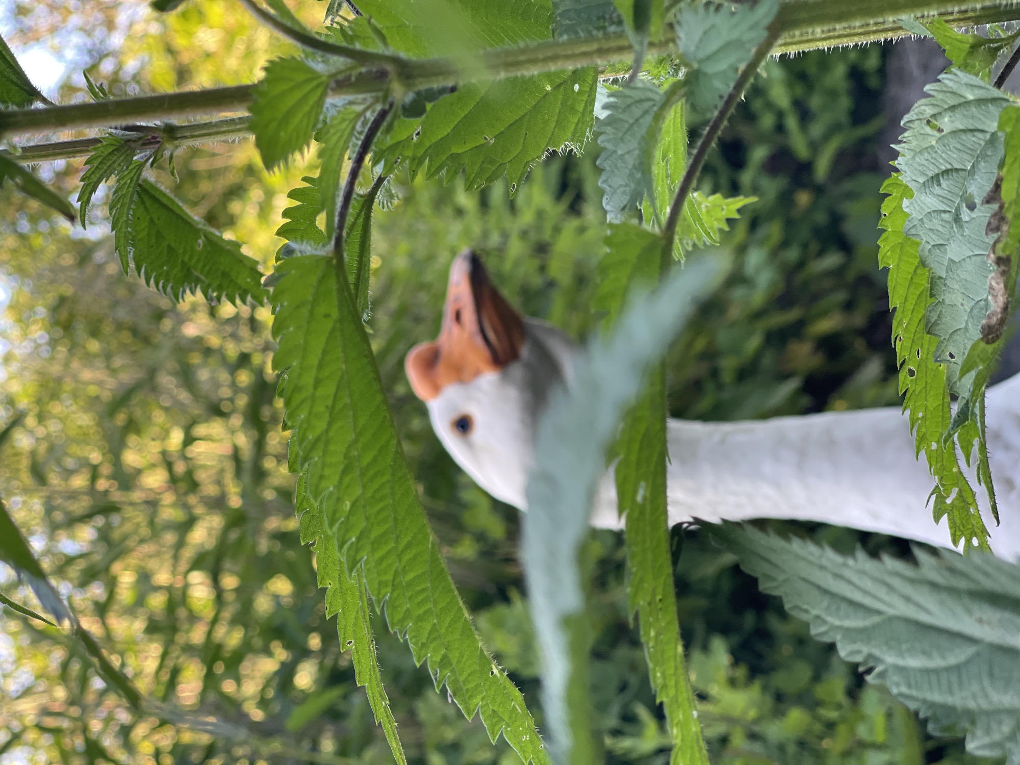 The image shows a white goose with an orange beak looking through green leaves. The goose's head and neck are visible, with its eye looking towards the camera. The leaves are sharp and serrated, and they fill the foreground of the image, obscuring parts of the goose and the background. The background is blurred and consists of green foliage and dappled sunlight, suggesting an outdoor setting. The time of day appears to be daytime, possibly morning or afternoon, given the bright sunlight. The scene is serene and natural, with the goose interacting with its environment. There is no visible text in the image. The location is identified as Заречный, Russia.