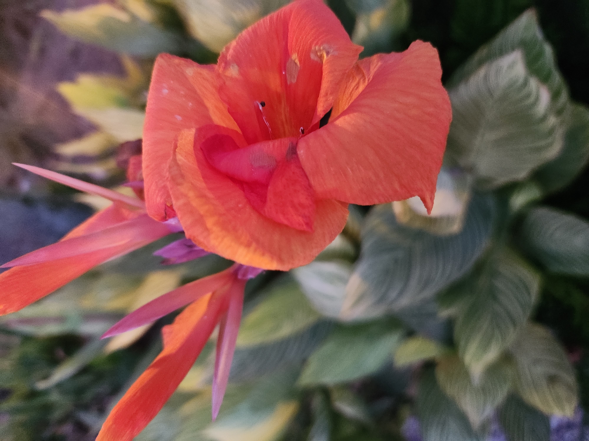 A close-up, vertical, high-angle, outdoor shot focuses on a bright orange Canna Lily flower in full bloom. The petals are a vibrant coral hue, with some appearing slightly curled and others pointed like delicate spears. The center of the flower reveals a more delicate pinkish-orange interior, with visible stamens topped by dark anthers and dark spots on the petals. The flower is surrounded by lush green foliage, with some leaves exhibiting a variegated pattern of light green and cream. The background is softly blurred, suggesting a garden setting in a city like Winter Park, Florida, United States of America. The lighting appears natural, possibly from late afternoon or early morning, casting a warm glow on the flower.