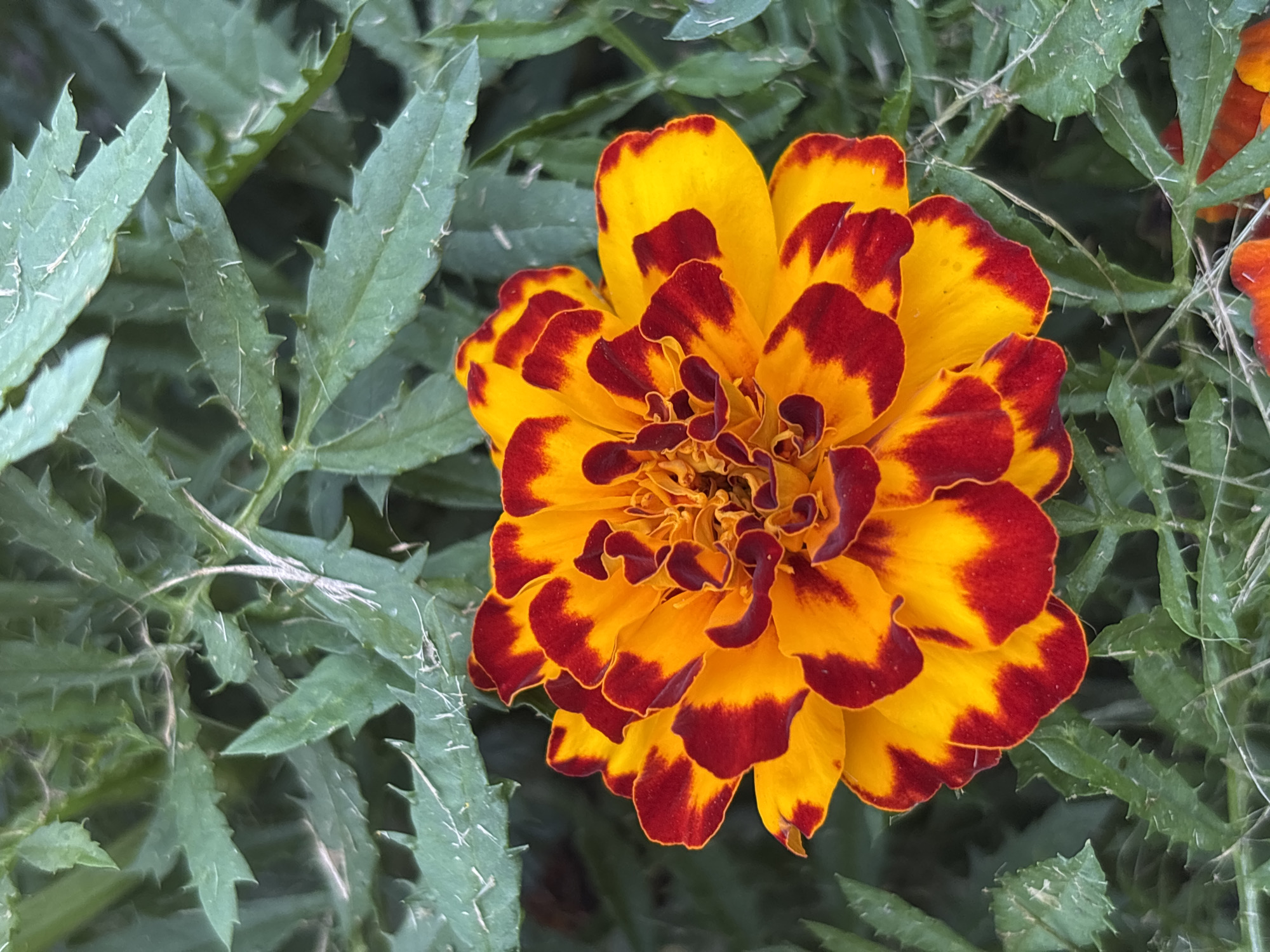A close-up, eye-level shot shows a vibrant marigold flower with yellow petals tipped in deep red. The flower is centered in the frame, with its intricate layers of petals clearly visible. Surrounding the flower are out-of-focus green leaves, some appearing spiky or serrated. The lighting suggests it is daytime, with soft light illuminating the flower. The scene appears to be in an outdoor garden setting, possibly in Кордово, Russia, though this specific location cannot be confirmed from the image alone. There are no people or animals present in the image.