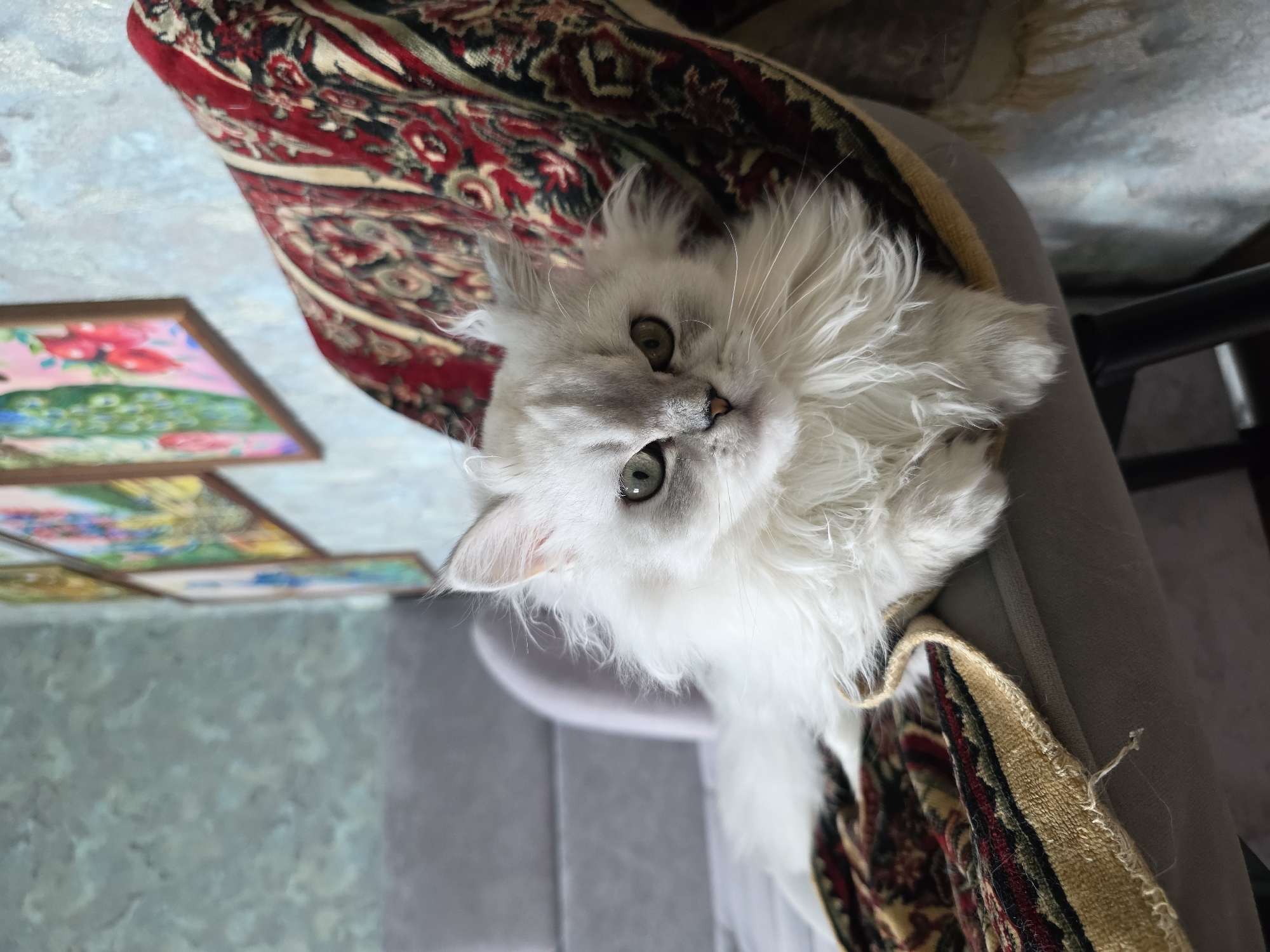 A fluffy white cat with green eyes is lying on a chair. The chair is covered with a red and gold patterned blanket. In the background, there are paintings on the wall. The scene is indoors, likely in a home. The location of the image is the city of Novocheboksarsk, Russia.