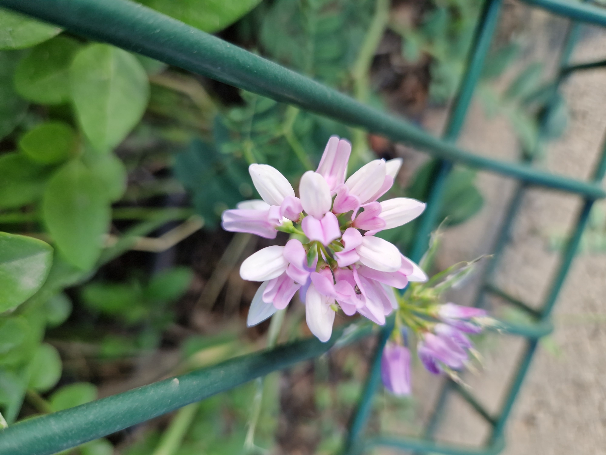 The image shows a close-up, overhead view of a cluster of pale pink and white flowers, likely a type of vetch, in bloom. The flowers are delicate and pea-shaped, with some petals showing a gradient of color from white to light pink. They are growing amidst green foliage and are partially obscured by two vertical green metal fence posts that run diagonally through the frame. In the blurred background, more green leaves are visible, suggesting an outdoor setting. A small insect, possibly a bee, is perched on one of the flower petals. The ground beneath the fence appears to be paved with light-colored stones. The image does not provide any information that would allow for specific identification of its location within Sofia, Bulgaria.