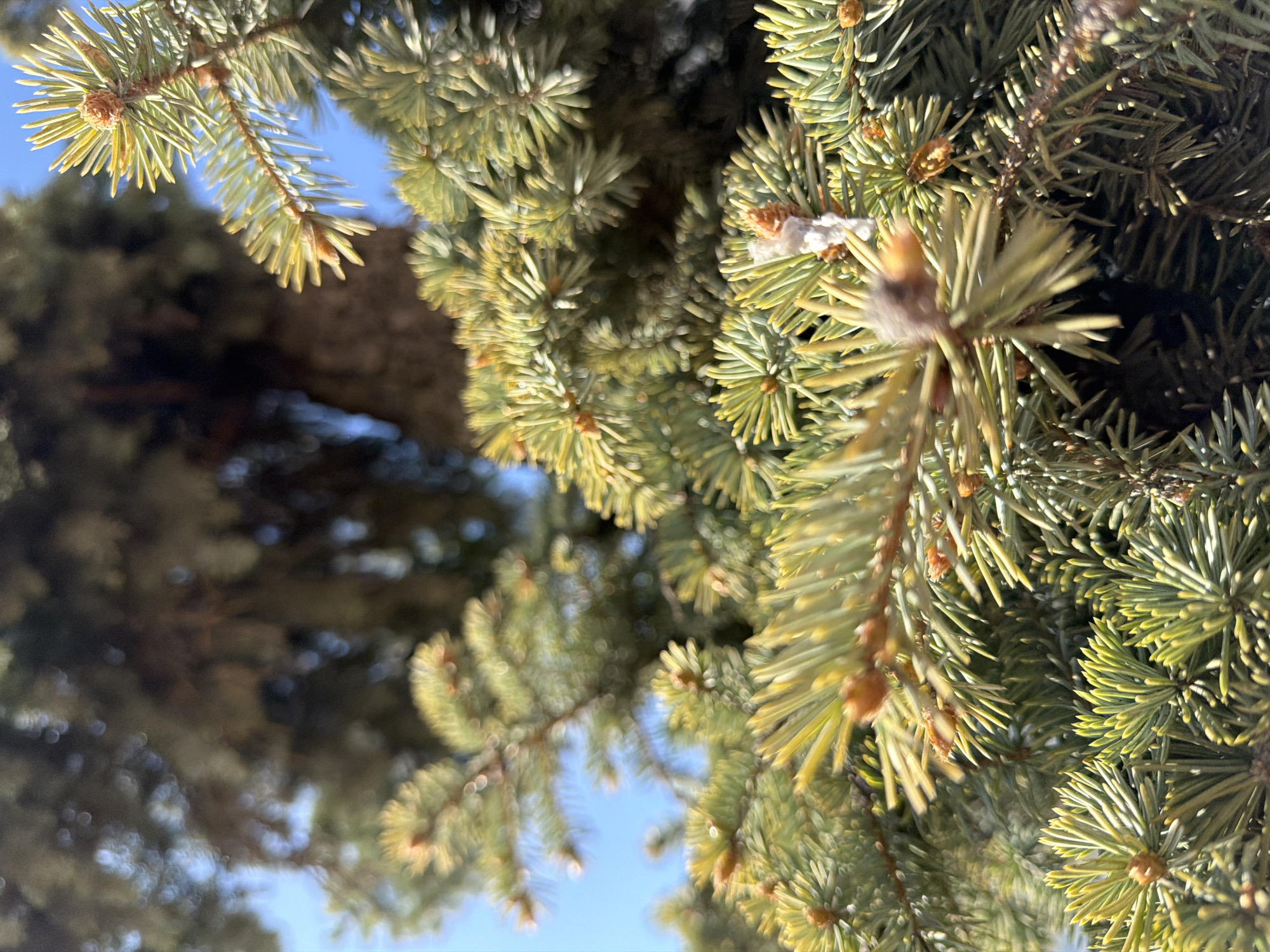 The image provides an upward-looking, close-up view of the dense, needle-laden branches of a coniferous tree, likely a spruce or fir. The foreground branches are in sharp focus, showcasing numerous vibrant green needles, many of which have lighter, yellowish-green tips, suggesting new growth or strong sunlight. Small, light brown buds or developing cones are visible along the branches. A small patch of white, fuzzy material, possibly residual snow or frost, is present on some needles and buds, particularly noticeable on a branch in the upper right quadrant.
The background is softly blurred, indicating a shallow depth of field. It consists of darker, out-of-focus tree trunks and branches, interspersed with clear patches of bright blue sky. The scene is well-lit by natural sunlight, suggesting a clear day. No specific activity, people, or visible text are present in the image. While the location context is given as Yuzhny, Russia, there are no visual cues within the image itself to confirm this geographic setting.