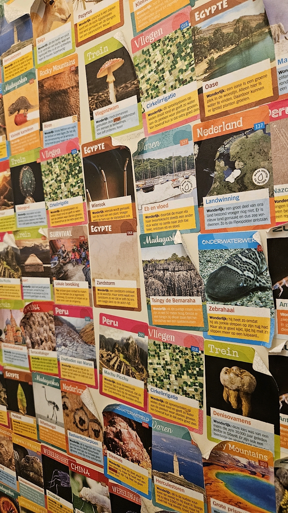 The image displays a collage of many colorful, overlapping trading cards, suggesting they are part of a game or educational collection. Each card features an image and text, likely describing different animals, natural phenomena, locations, or historical facts. The text is predominantly in Dutch, with titles such as "Papyrus", "Rocky Mountains", "Trein", "Egypte", "Oase", "Nederland", "Machu Picchu", and "Zebrahai". The cards cover a wide range of topics, from flora and fauna to geographical landmarks and historical sites.
The question about the "location in the city of Breda, Netherlands" is not directly answerable from the image itself. The image is a close-up of trading cards and does not show any identifiable outdoor or indoor setting, such as a street, building, or park in Breda. Therefore, there is no visual information to place this scene within Breda or any other specific city. The collection itself, being Dutch-themed and including cards about the Netherlands, might be found in Breda, but the image does not confirm this. The scene is a flat arrangement of paper objects, not a dynamic environment.