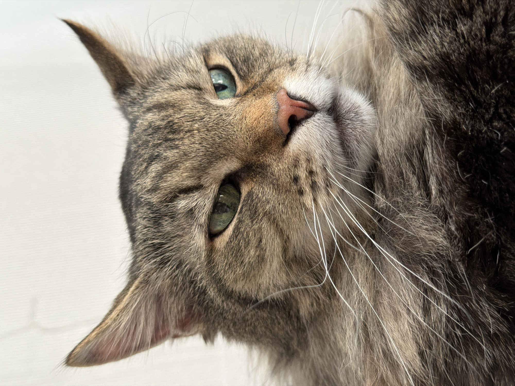 A close-up, slightly angled view of a tabby cat's head and upper body. The cat's face is the primary focus, with one ear prominently displayed and the other partially visible. The cat's eyes are light green, and its nose is pink. White whiskers are visible against the background. The cat's fur is a mix of brown, grey, and white tones. The background appears to be a plain, light-colored surface. There is no information in the image that specifies its location as Засечное, Russia.