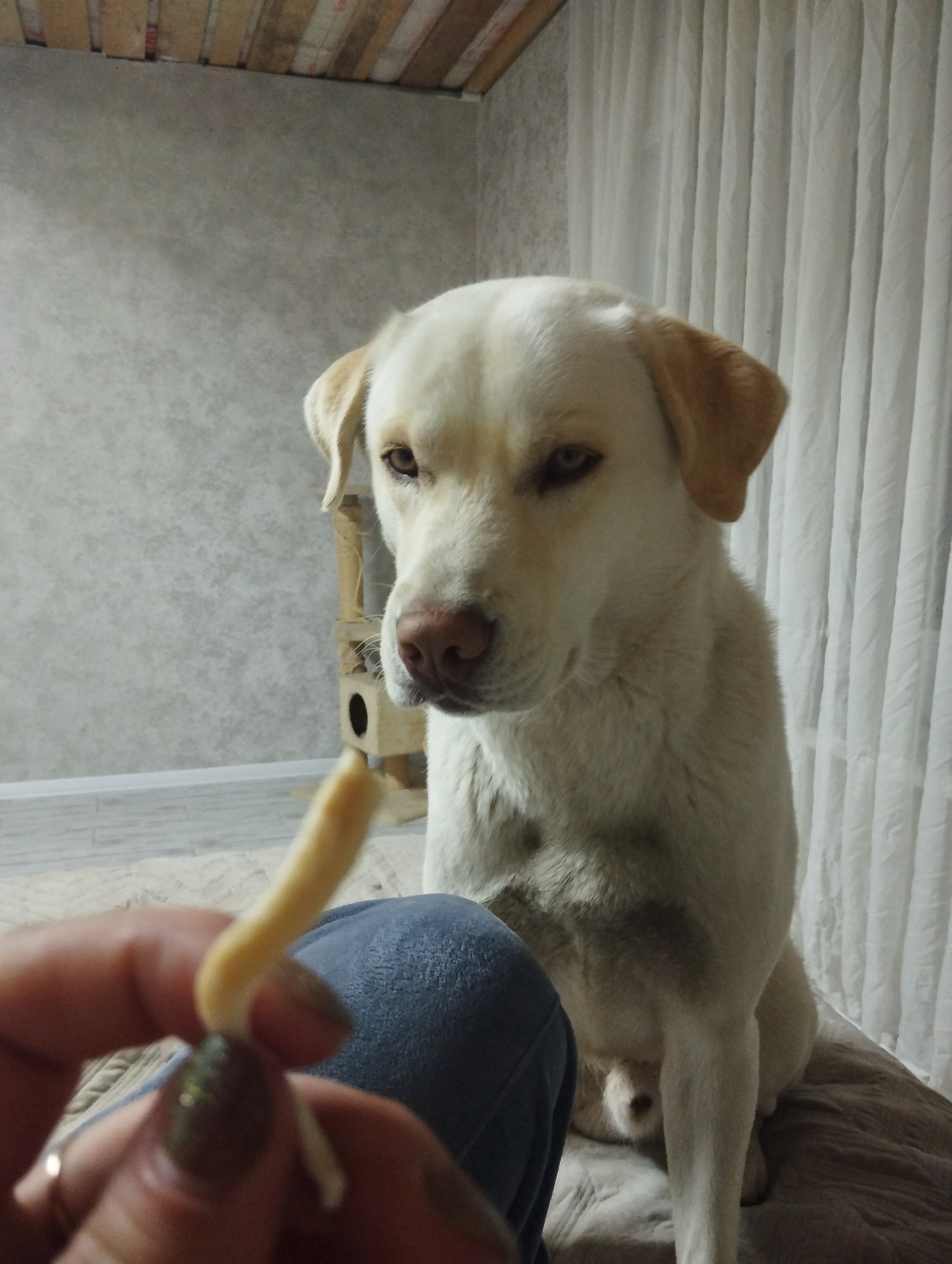 The image presents an indoor scene in Grishanki, Russia, featuring a light-colored Labrador Retriever dog and a person interacting. The dog, a cream or light yellow Labrador, is seated in the mid-ground, facing forward with an intense and focused expression directed towards a french fry held by a human hand. Its eyes are amber-colored, and its nose is a pinkish-brown.
In the lower-left foreground, a person's hand with dark green nail polish and a silver ring on the index finger is visible, holding a single golden-brown french fry. Part of the person's leg, clad in blue jeans, is also visible, suggesting the person is sitting on a sofa or bed.
The background elements define the domestic setting. To the left of the dog, there is a textured grey wall or wallpaper. Behind the dog, partially visible, is a multi-tiered cat tree or scratching post, indicating the presence of other pets or a pet-friendly home. On the right side of the background, white, vertically pleated curtains hang. The top edge of the image shows light-colored wooden planks, possibly part of a ceiling or an upper wall accent. The floor or surface beneath the dog appears to be covered by a light-colored rug or blanket.
The activity clearly shows a person either offering a treat to the dog or playfully holding it just out of reach, captivating the dog's full attention. The lighting suggests an indoor environment, likely under artificial light, making the specific time of day indistinguishable. There is no visible text in the image. The dog's focused gaze conveys anticipation and desire for the food.