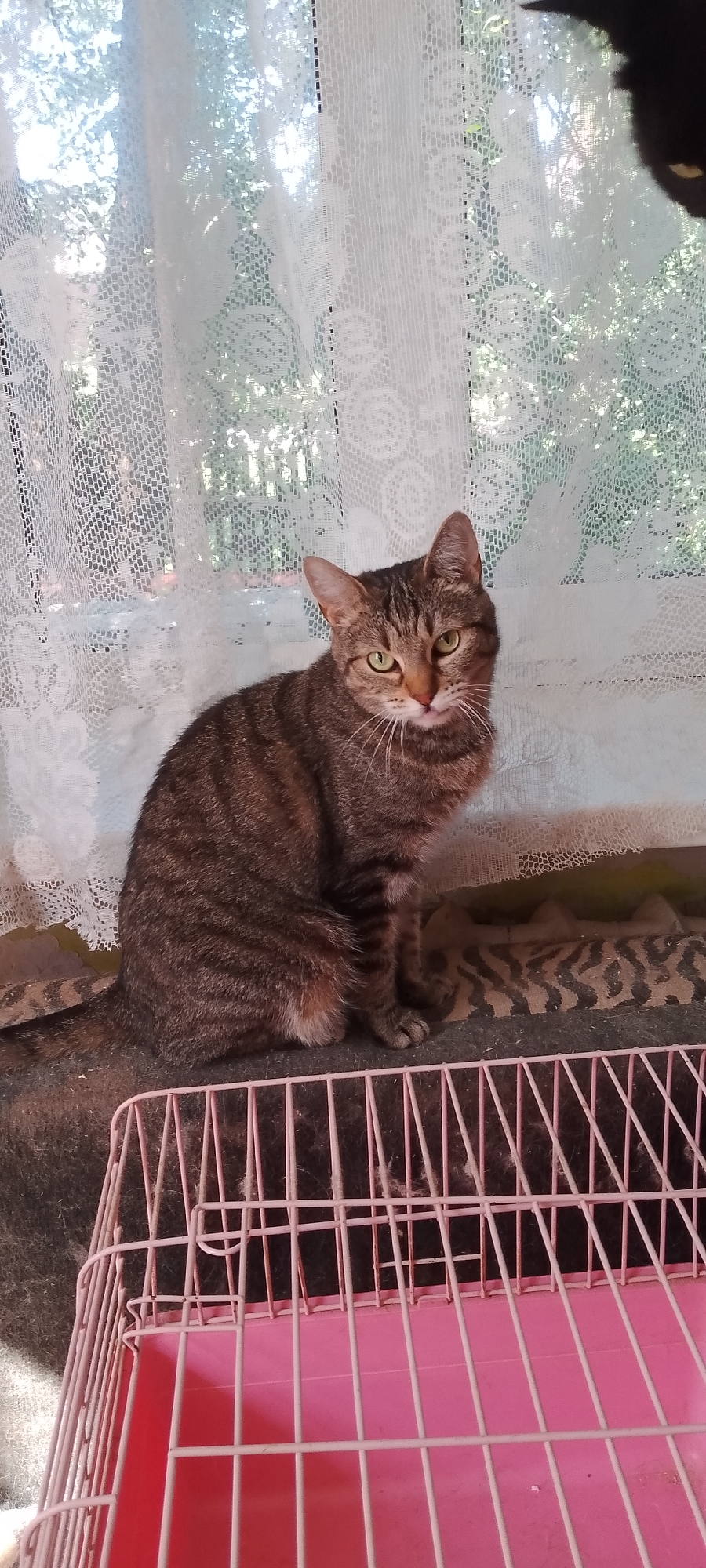A tabby cat is sitting on a patterned blanket in front of a lace-covered window. The cat is facing the camera, with its body slightly angled to the left. The cat has green eyes and is looking directly at the camera. Behind the cat, the window is covered by white lace curtains, which partially obscure the view of trees and foliage outside. In the foreground, a pink wire cage with a pink plastic base is visible. The scene appears to be indoors, likely in a residential setting.