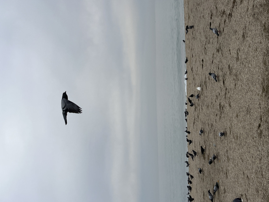 An outdoor scene depicts a cloudy day at a sandy beach in Alanya, Turkey. A single grey pigeon is captured in mid-flight, traversing from the upper right to the upper left quadrant of the frame against a uniformly overcast, light grey sky. Below, the calm, greyish-blue sea meets the horizon, with subtle waves breaking at the shoreline. The beach itself is composed of coarse, light brown sand scattered with numerous birds. Approximately 50-70 birds are visible on the ground, predominantly grey pigeons, some appearing to forage. Several darker, potentially black, birds are interspersed among the pigeons, particularly closer to the water's edge. One distinct white bird stands out on the sand near the center. No human figures or man-made structures are prominently visible, save for a faint dark object on the distant sea horizon.